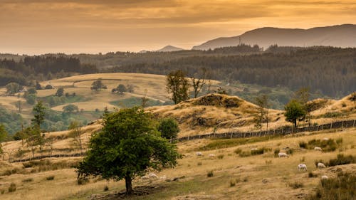 Fotobanka s bezplatnými fotkami na tému Anglicko, kopce, krajina