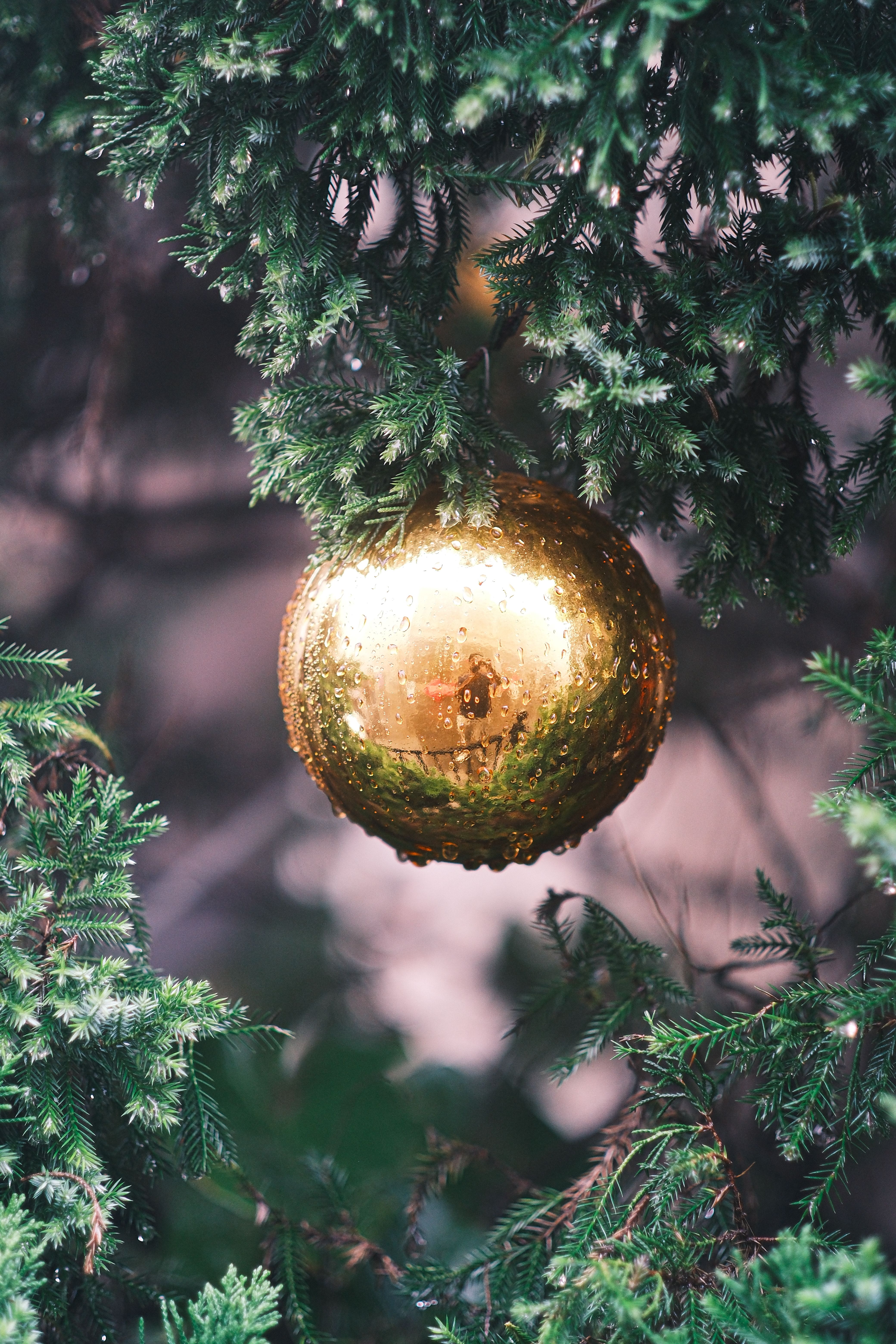 grátis Detalhe de uma bola de Natal dourada pendurada num galho de pinheiro, capturando o espírito festivo do Natal. Foto profissional