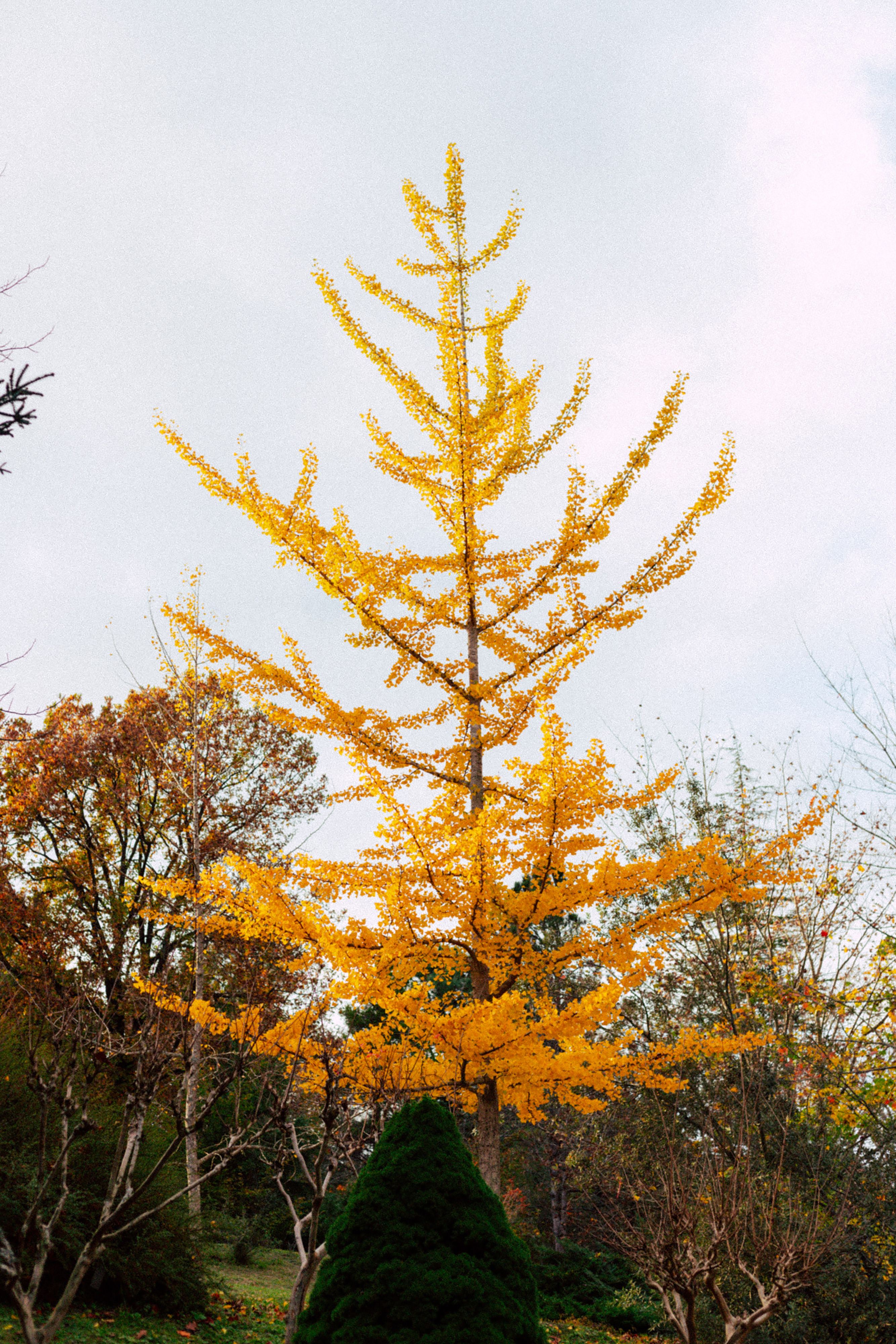 Stunning Autumn Gingko Tree in Vibrant Foliage · Free Stock Photo