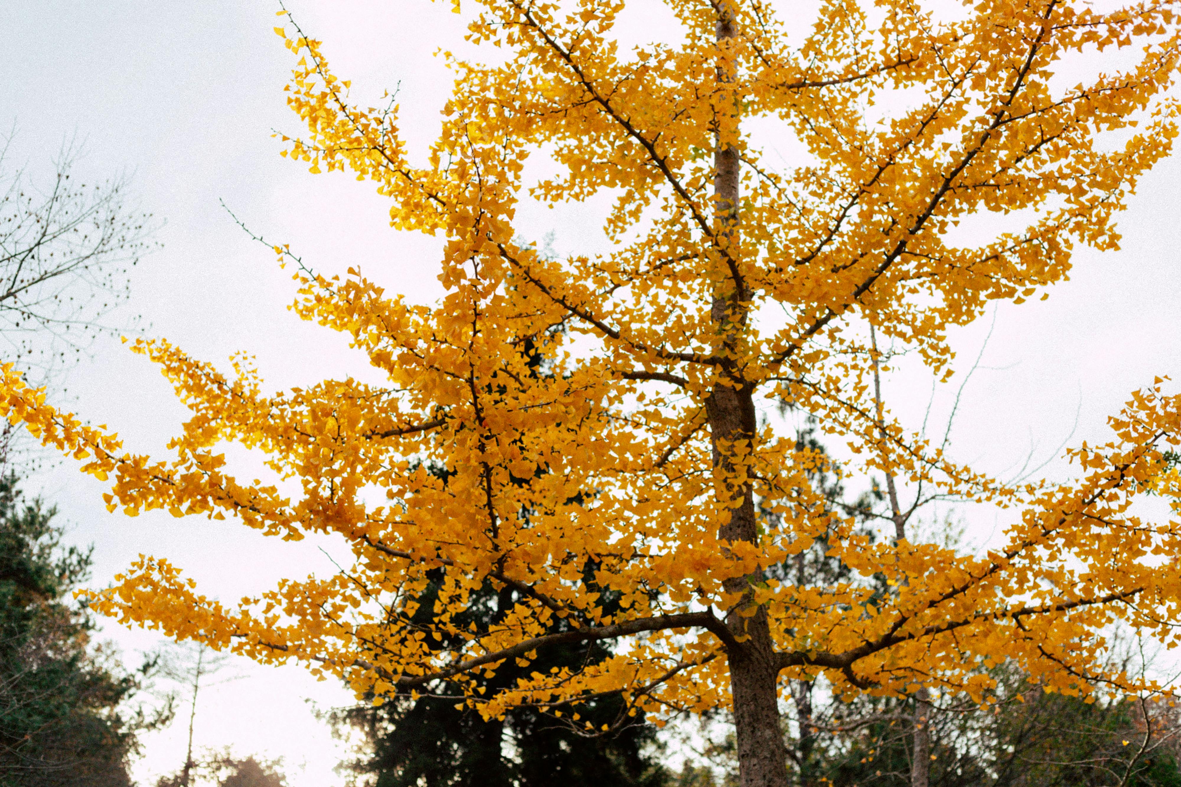 Gingko avenue inside Dosan Park turning yellow in mid-November light