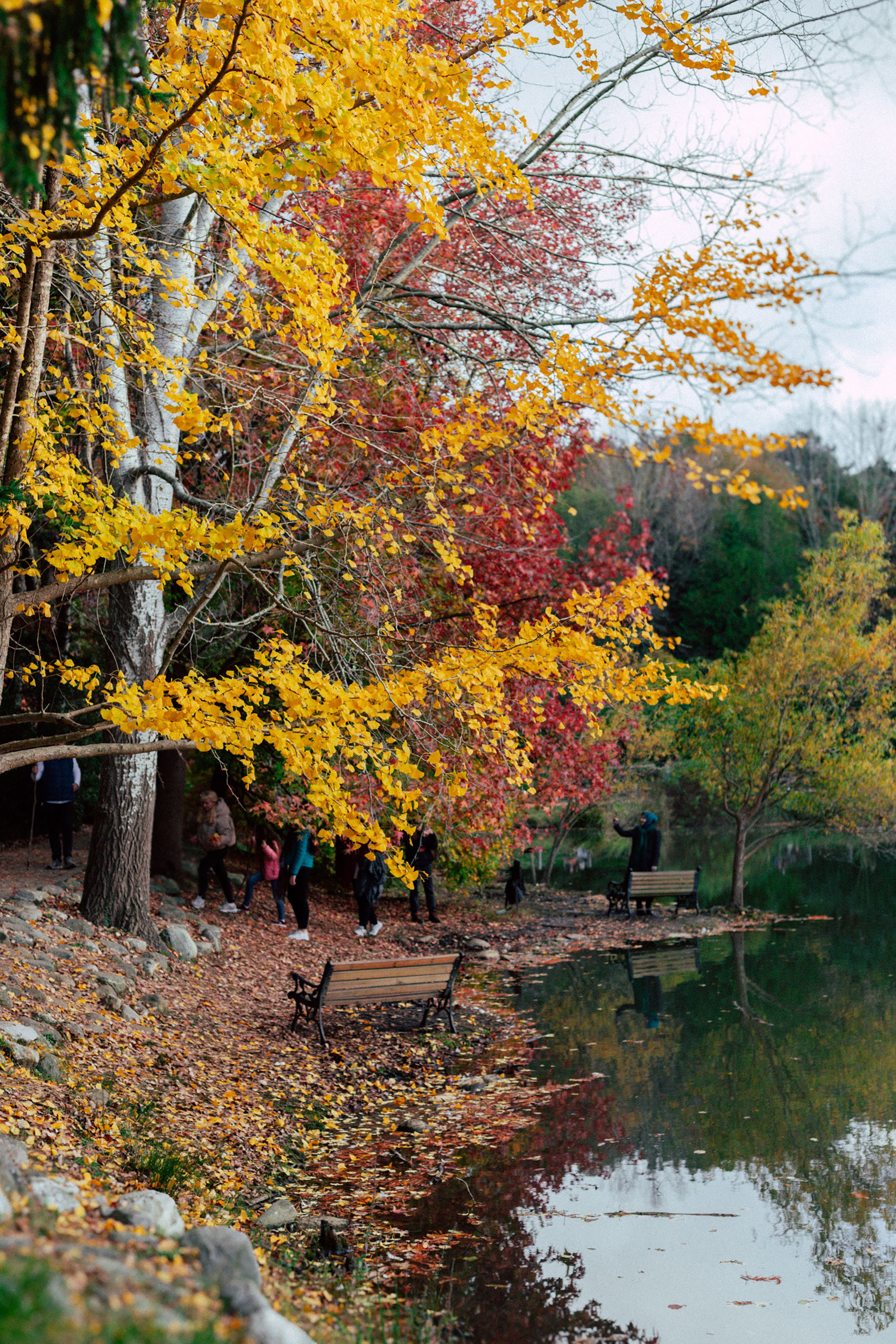 Serene Autumn Landscape with Vibrant Foliage · Free Stock Photo