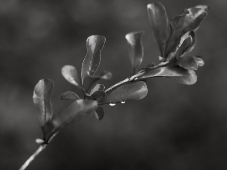A close-up black and white photo of a leaf with water droplets, expressing natural beauty.