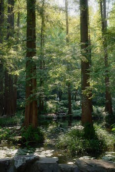 Tranquil forest view with lush greenery and a peaceful pond in Hangzhou, China.