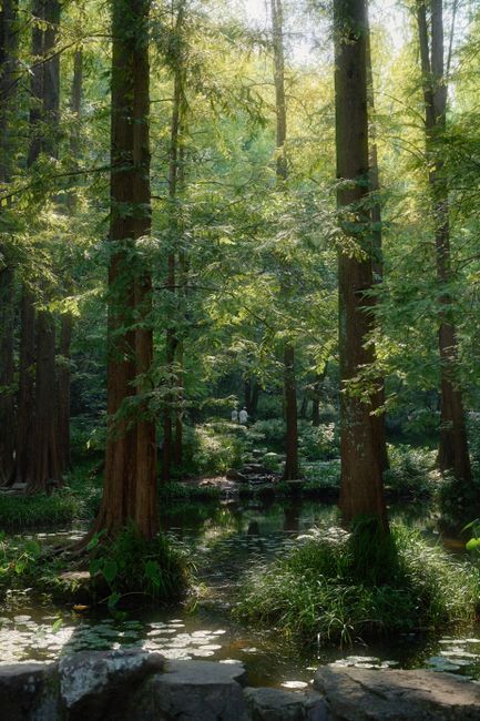 Tranquil forest view with lush greenery and a peaceful pond in Hangzhou, China.