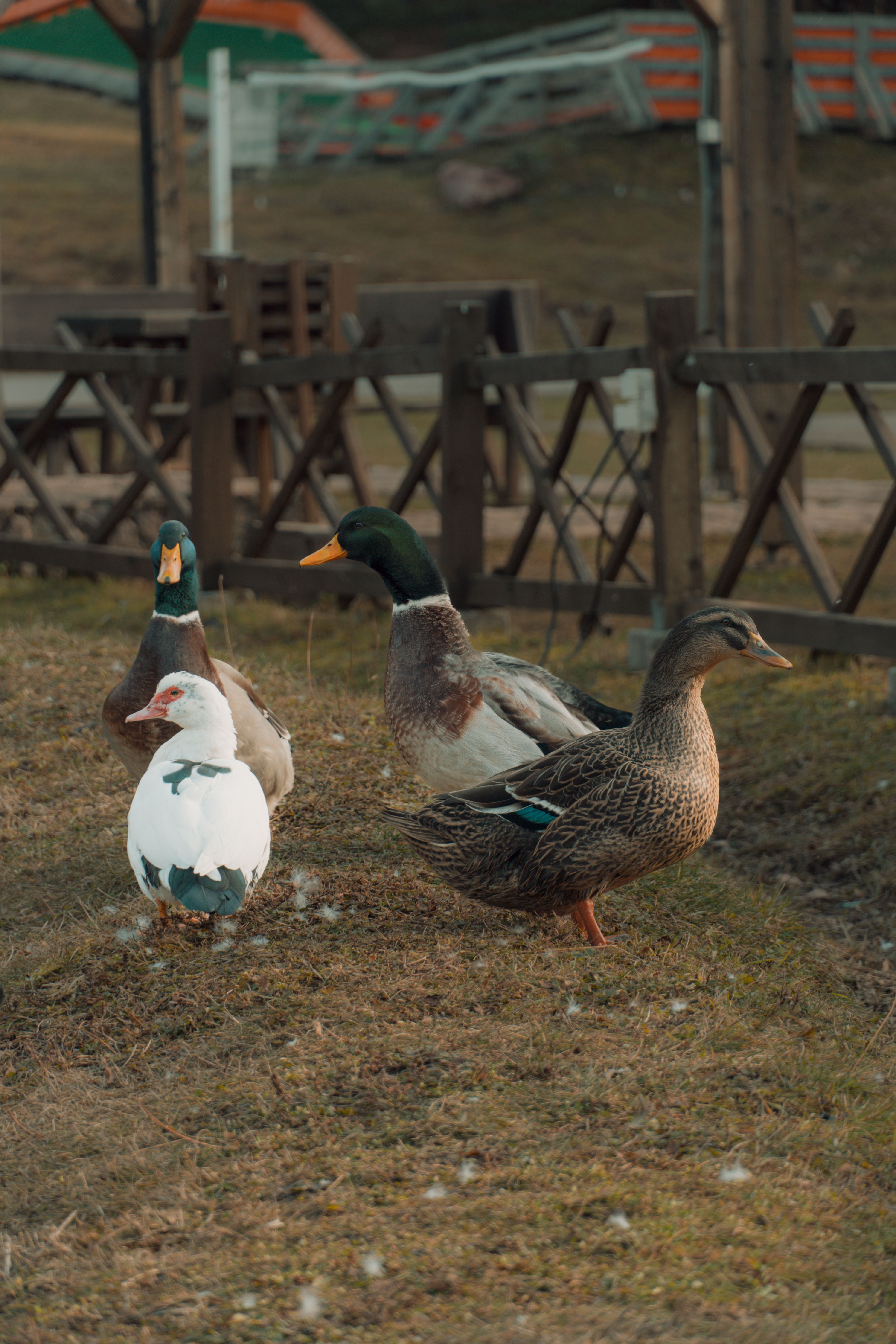 Colorful Ducks in Rustic Outdoor Setting · Free Stock Photo