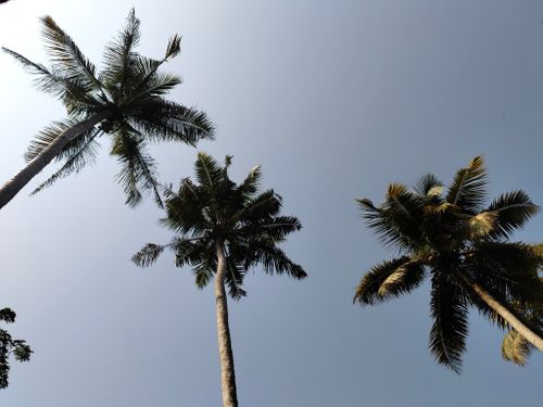 Free Picture of tall palm trees silhouetted against a clear blue sky, viewed from below. Stock Photo