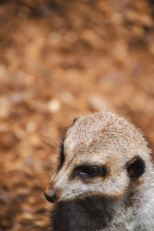 Free A detailed close-up of a meerkat against a warm, blurred background at Monarto Safari Park. Stock Photo