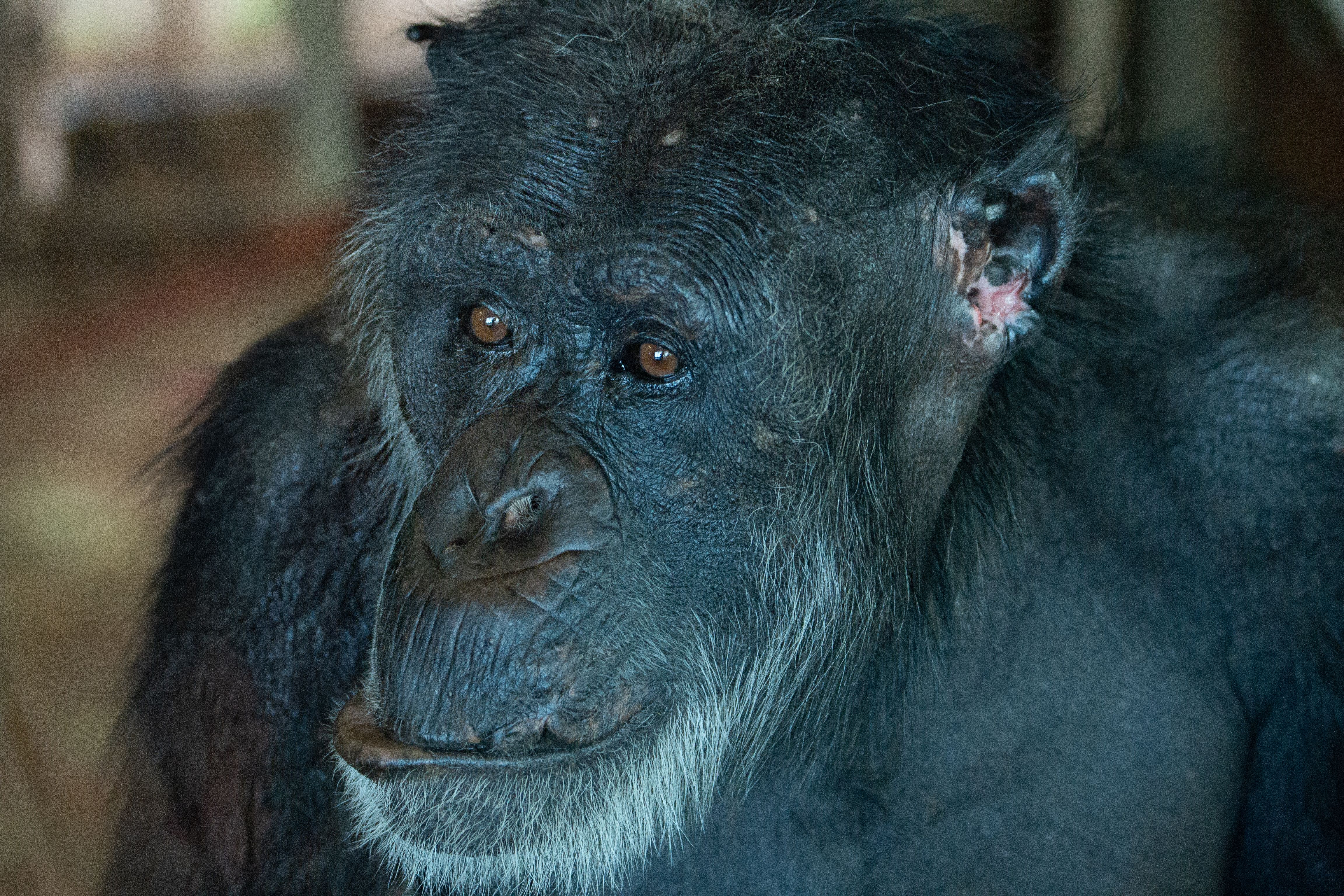 Intelligent Chimpanzee Portrait in Sanctuary · Free Stock Photo