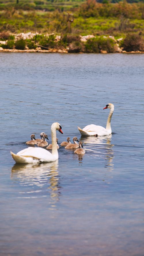 Free A tranquil scene of swans and cygnets gliding on a peaceful lake in France under the clear sky. Stock Photo