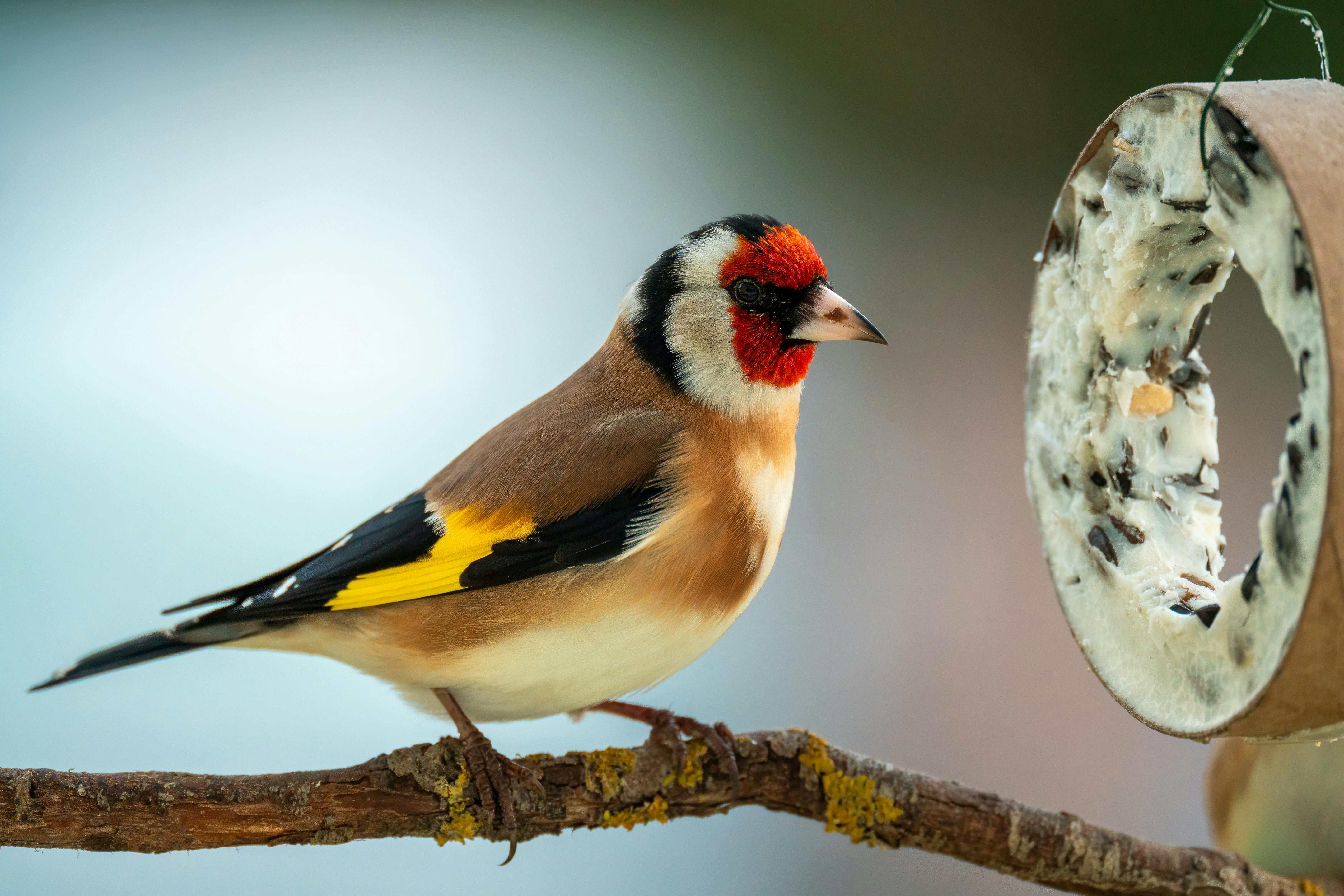 A European Goldfinch perched on a branch, feeding from a seed-covered holder in a winter garden setting.