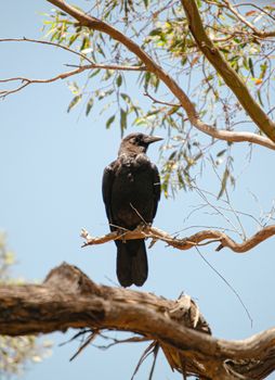 crow photo
