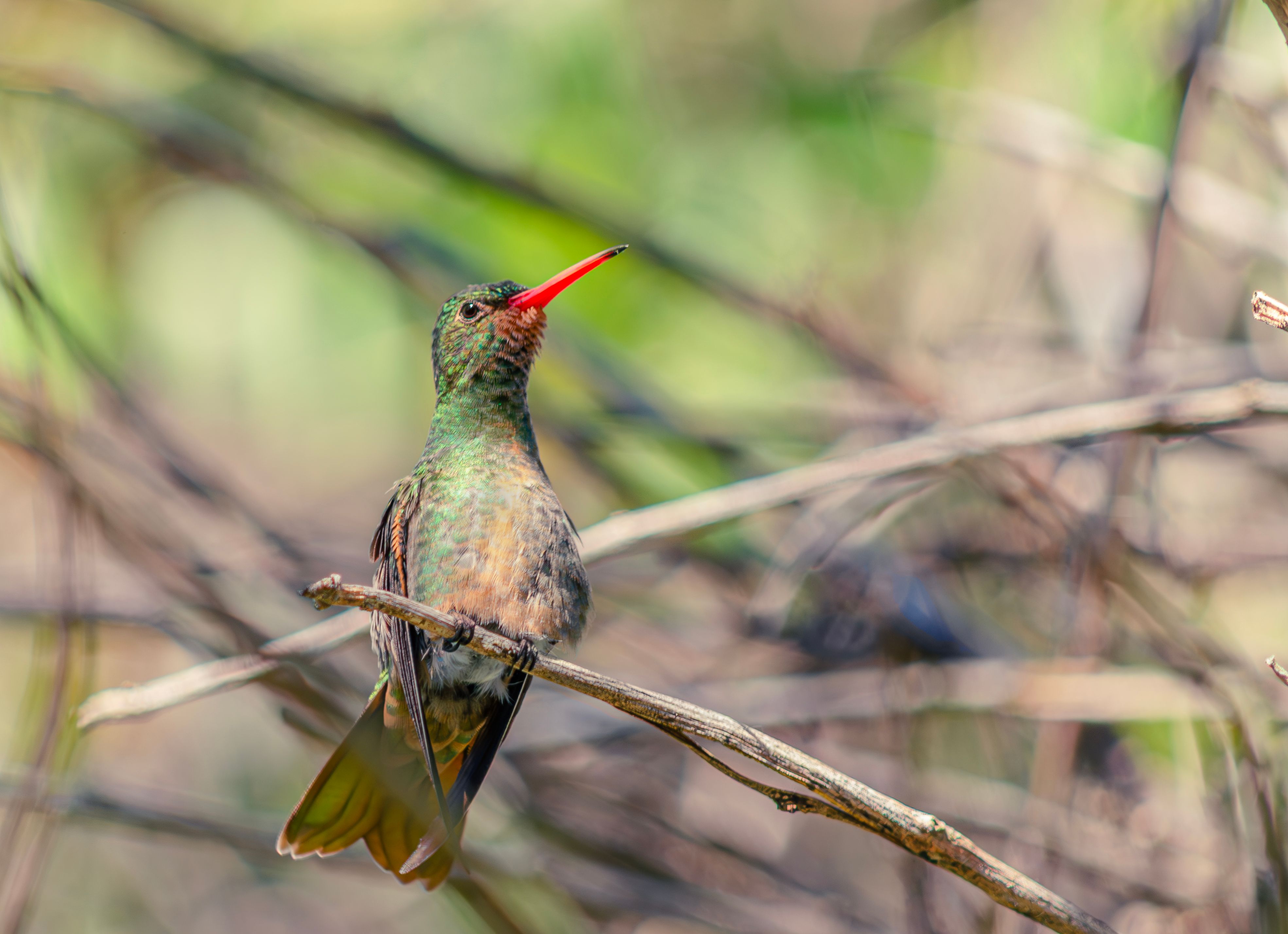 Vibrant Hummingbird Perched in Nature · Free Stock Photo