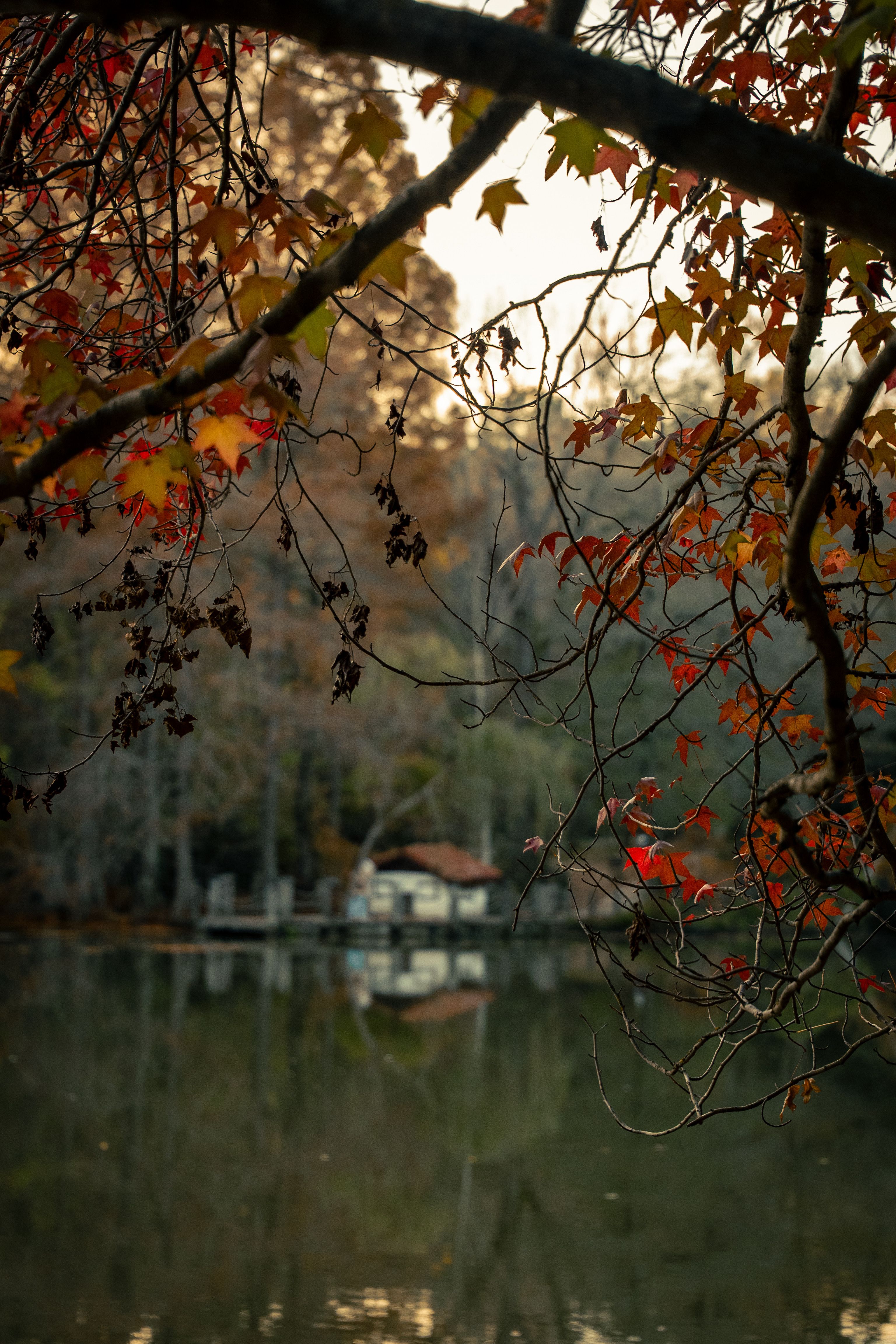 Serene Autumn Lake View with Vibrant Foliage · Free Stock Photo