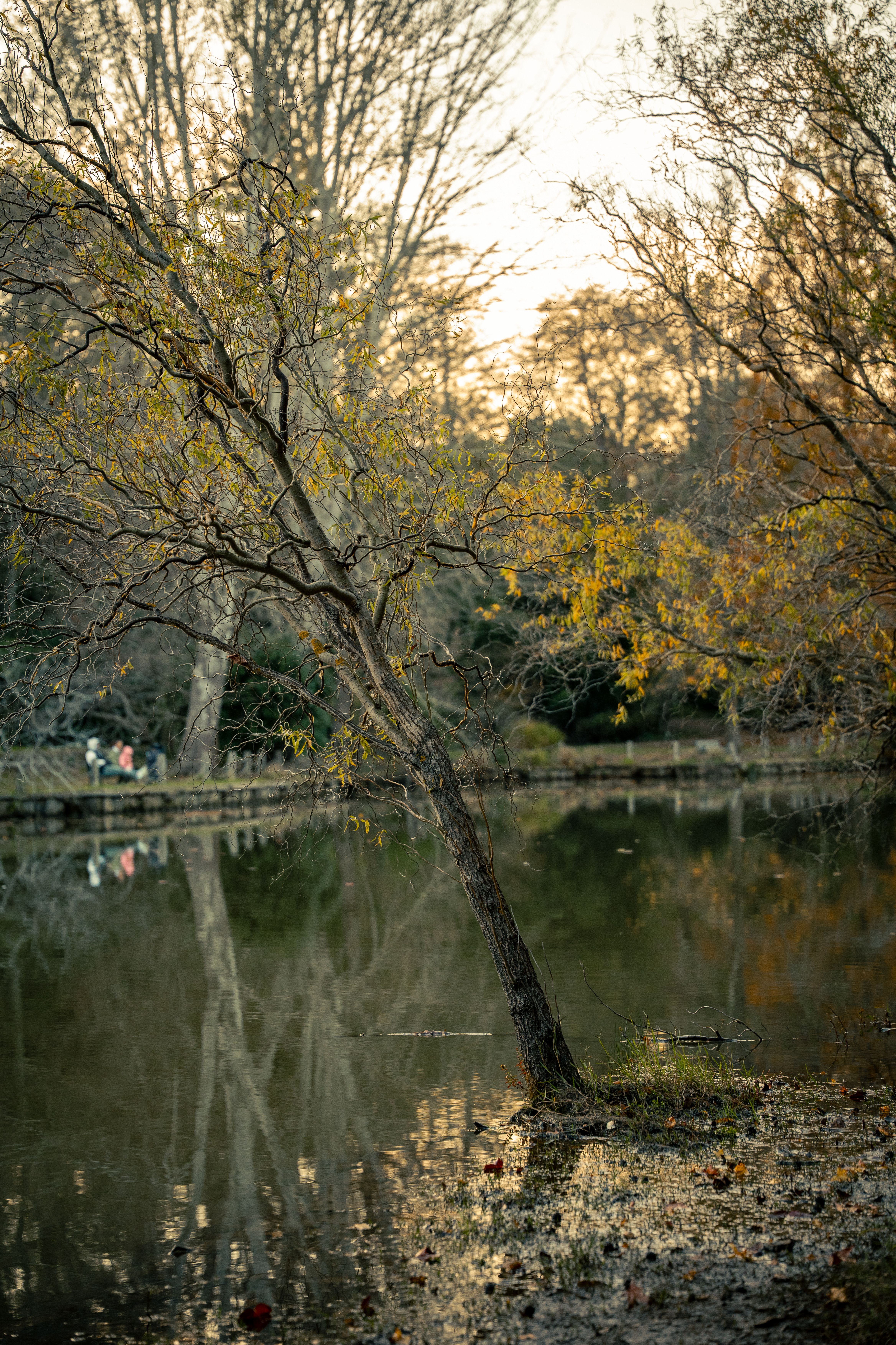Serene Autumn Lake with Reflective Tree · Free Stock Photo