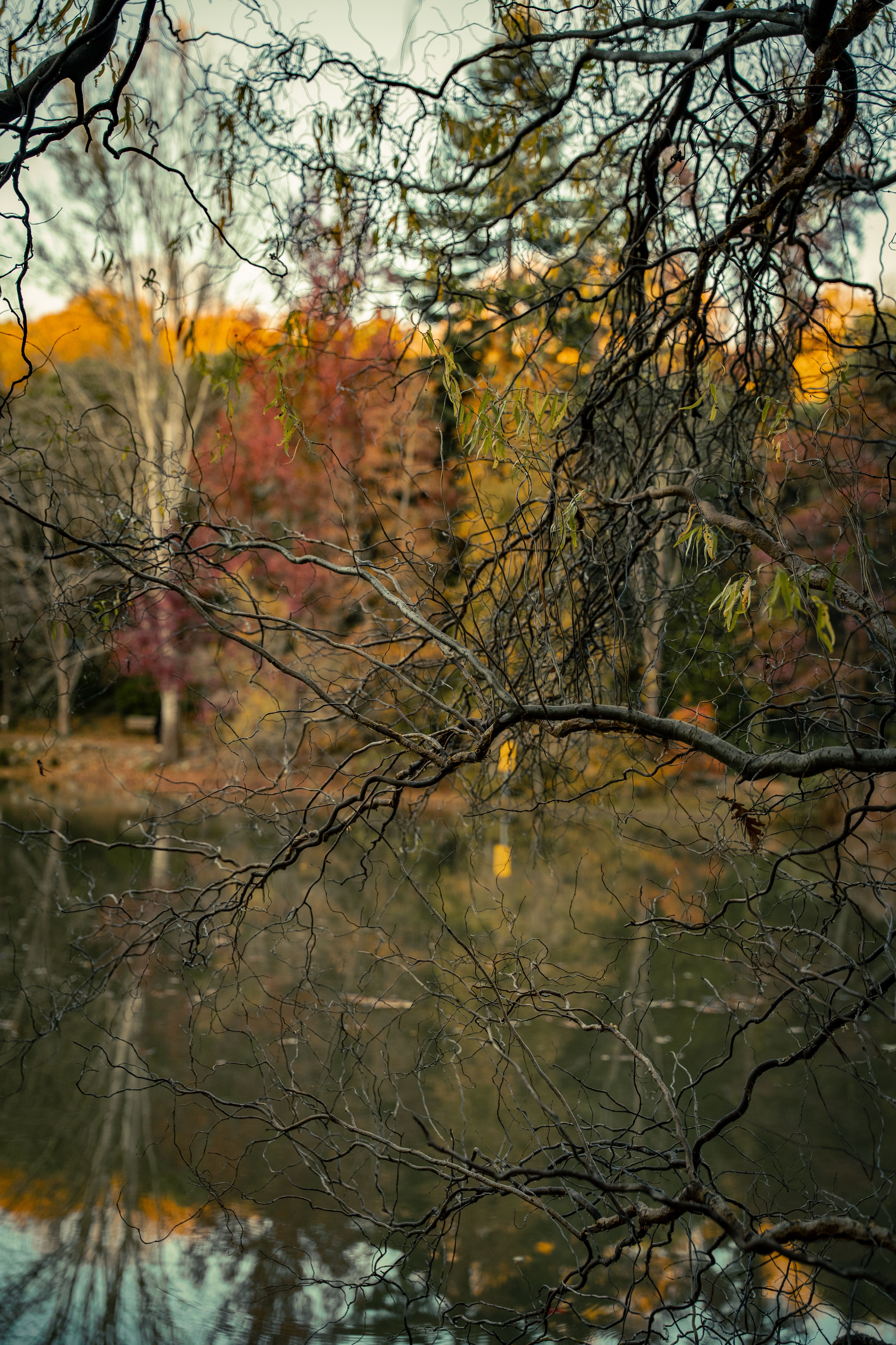 Serene Autumn Reflections in Tranquil Lake · Free Stock Photo