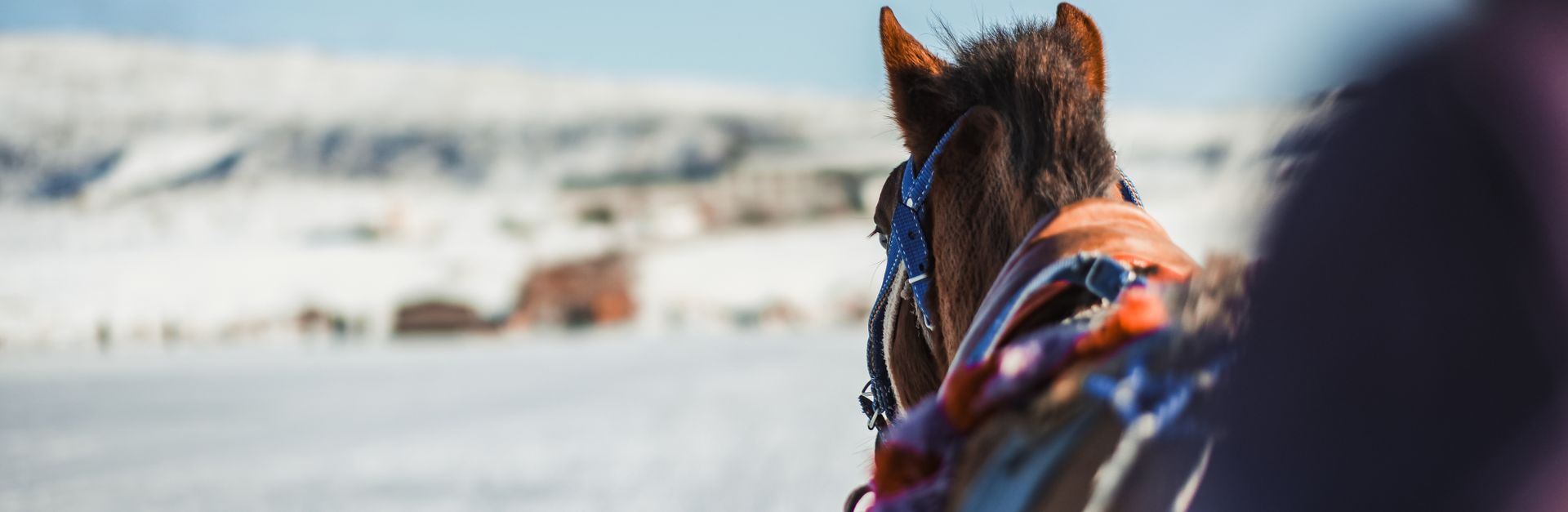 A horse-drawn sledge travels through the snowy landscape of Kars, Türkiye, capturing winter's essenc