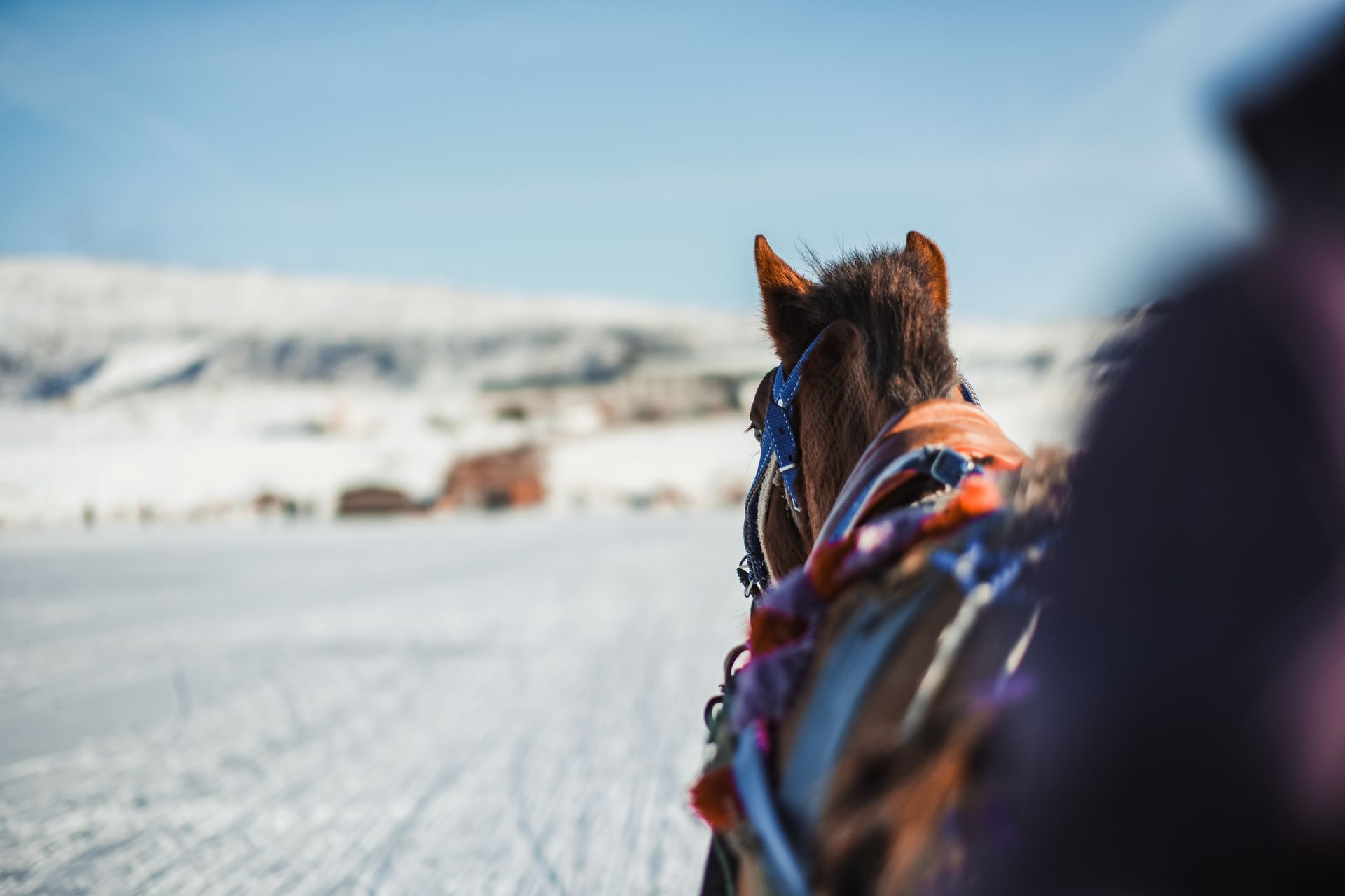 A horse-drawn sledge travels through the snowy landscape of Kars, Türkiye, capturing winter's essenc