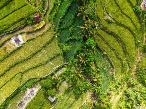A vibrant aerial photo of green rice terraces in Bali, Indonesia showcasing natural beauty.