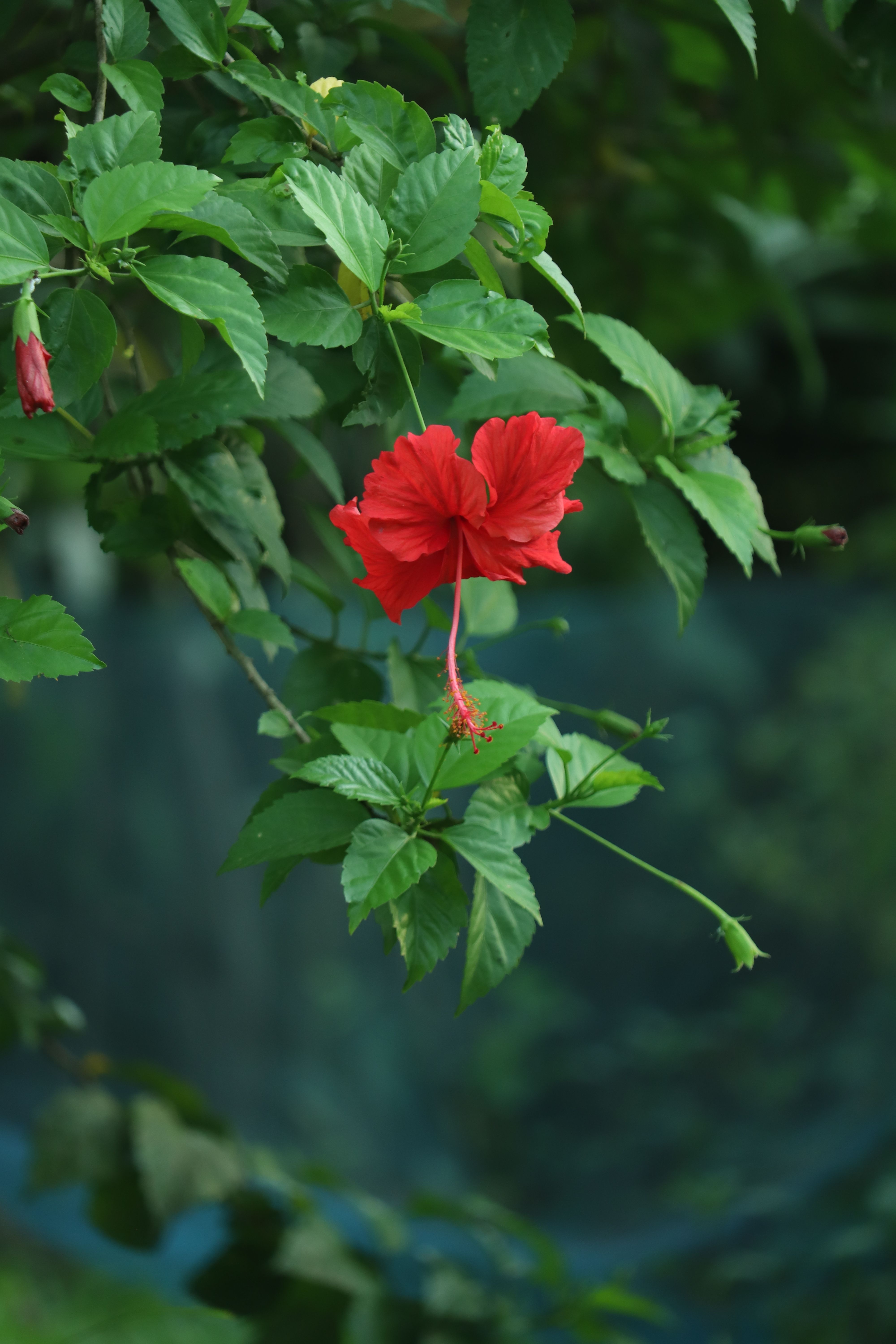 Vibrant Red Hibiscus Flower in Verdant Foliage · Free Stock Photo