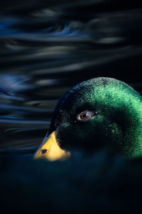 Free Detailed close-up of a vibrant mallard duck with glossy green feathers swimming in calm waters. Stock Photo