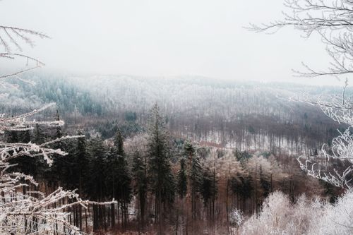 Free A breathtaking view of snow-covered forest in Lower Silesian Voivodeship, Poland. Stock Photo
