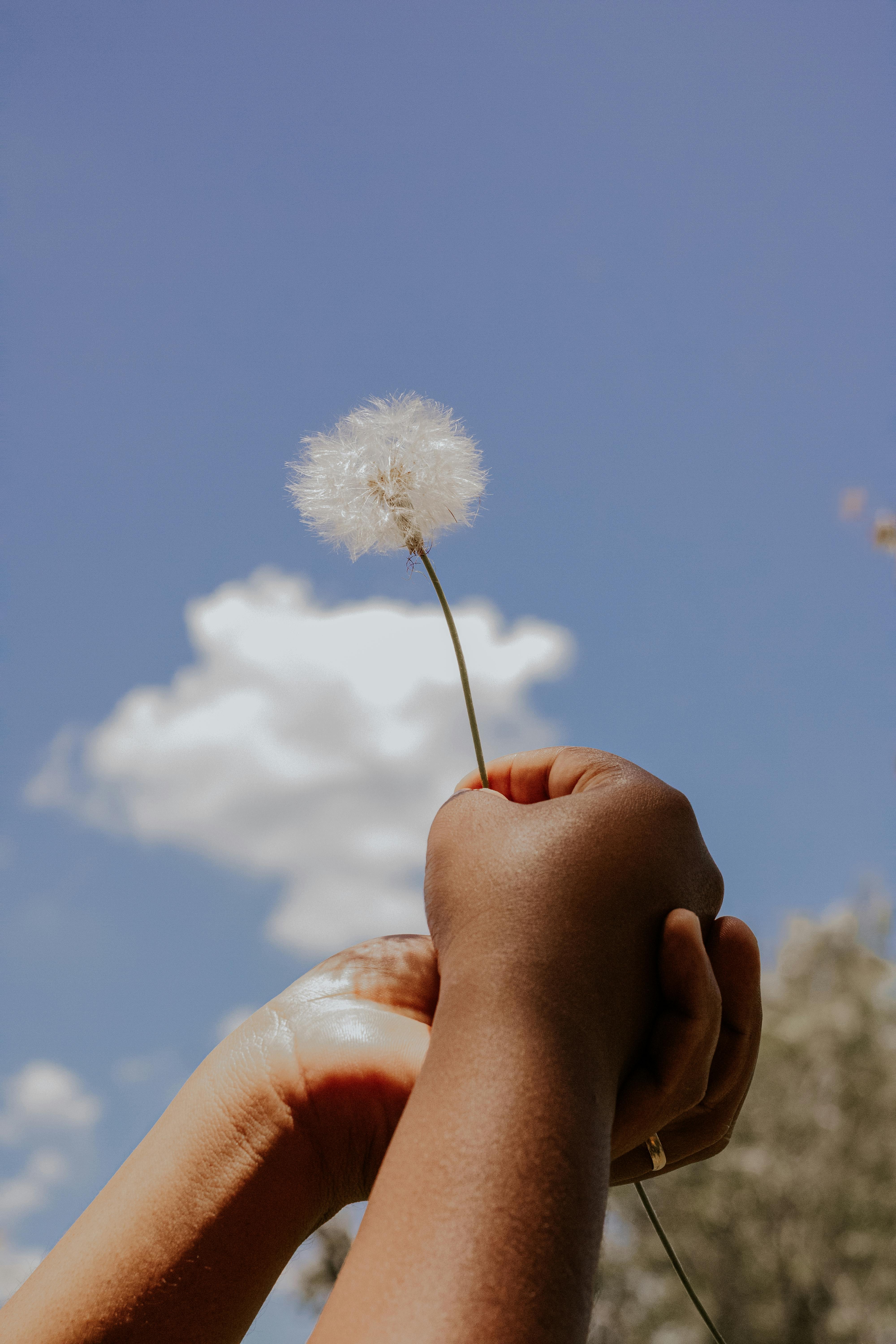 A person holding a dandelion against a clear blue sky with fluffy clouds.