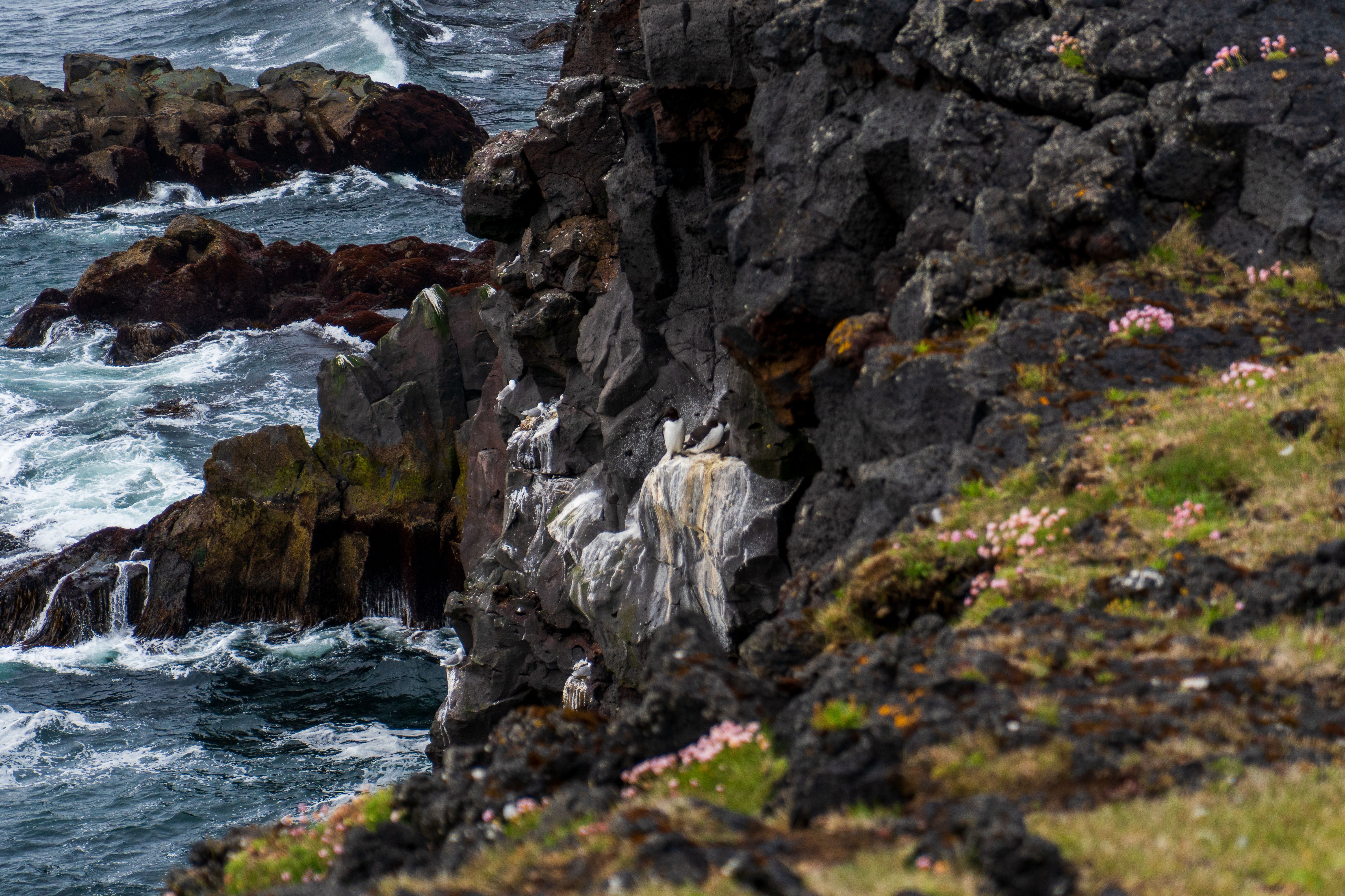 Látrabjarg bird cliffs