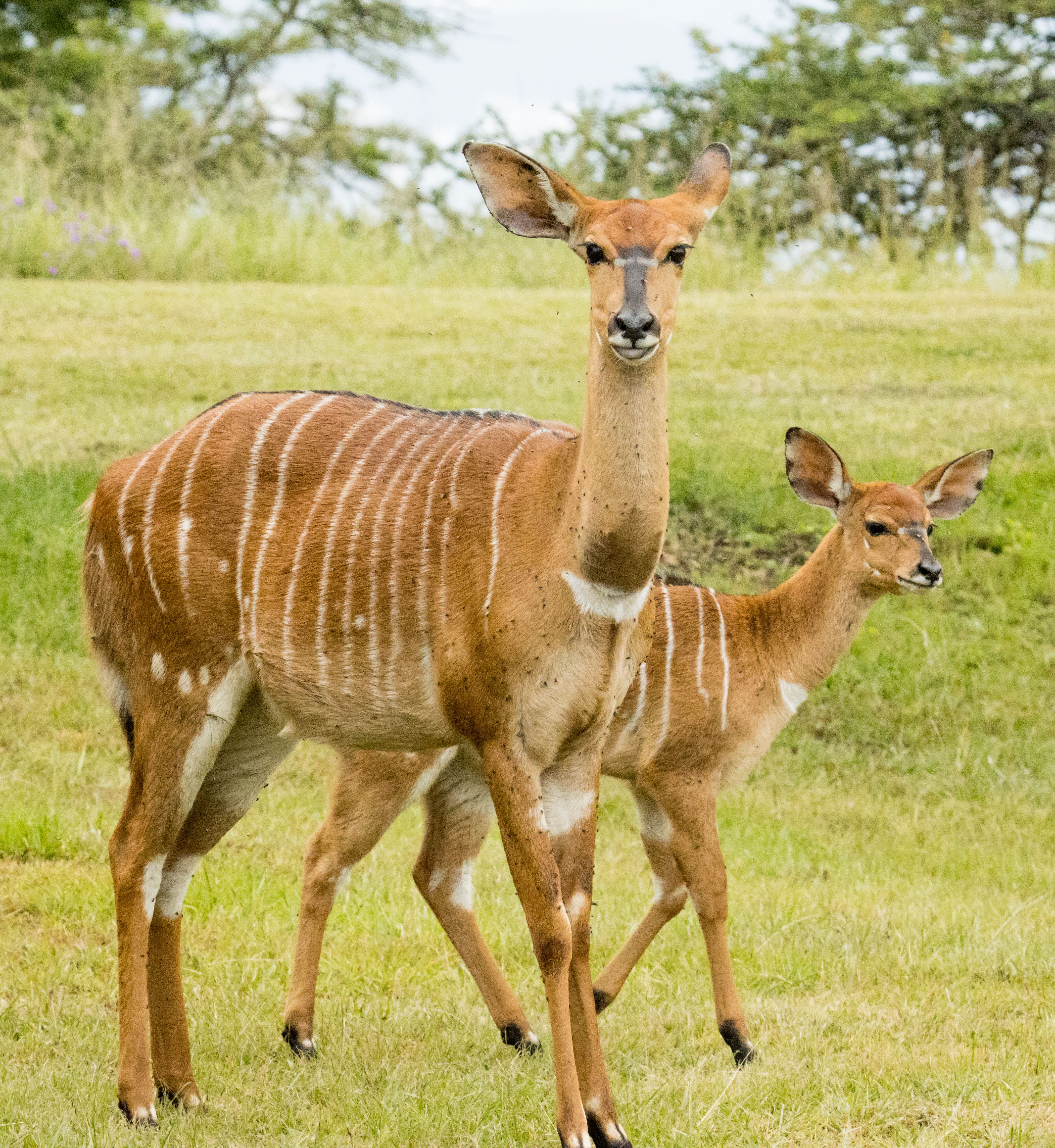 Two nyala antelopes standing gracefully in an open field, showcasing their distinct stripes and natural beauty.