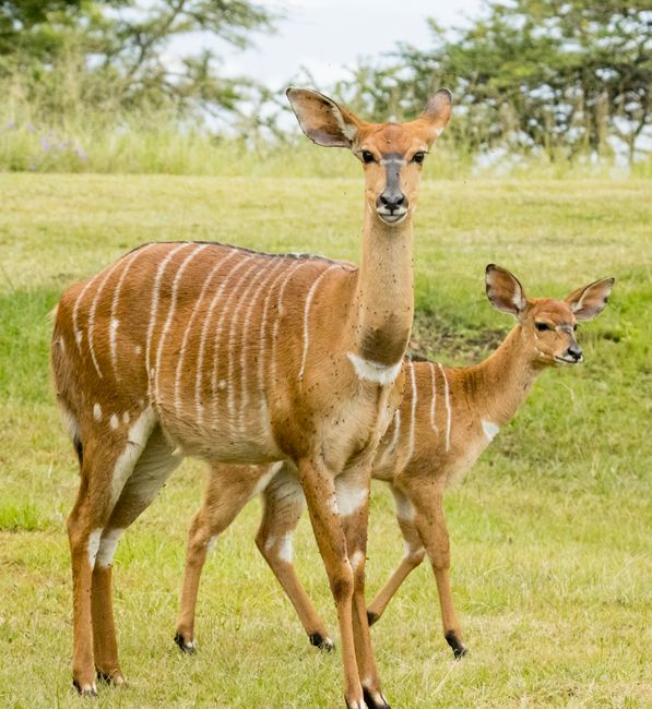 Two nyala antelopes standing gracefully in an open field, showcasing their distinct stripes and natural beauty.
