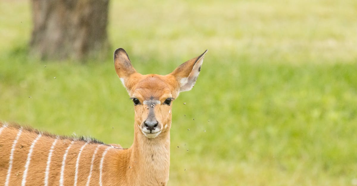 Kruger National Park