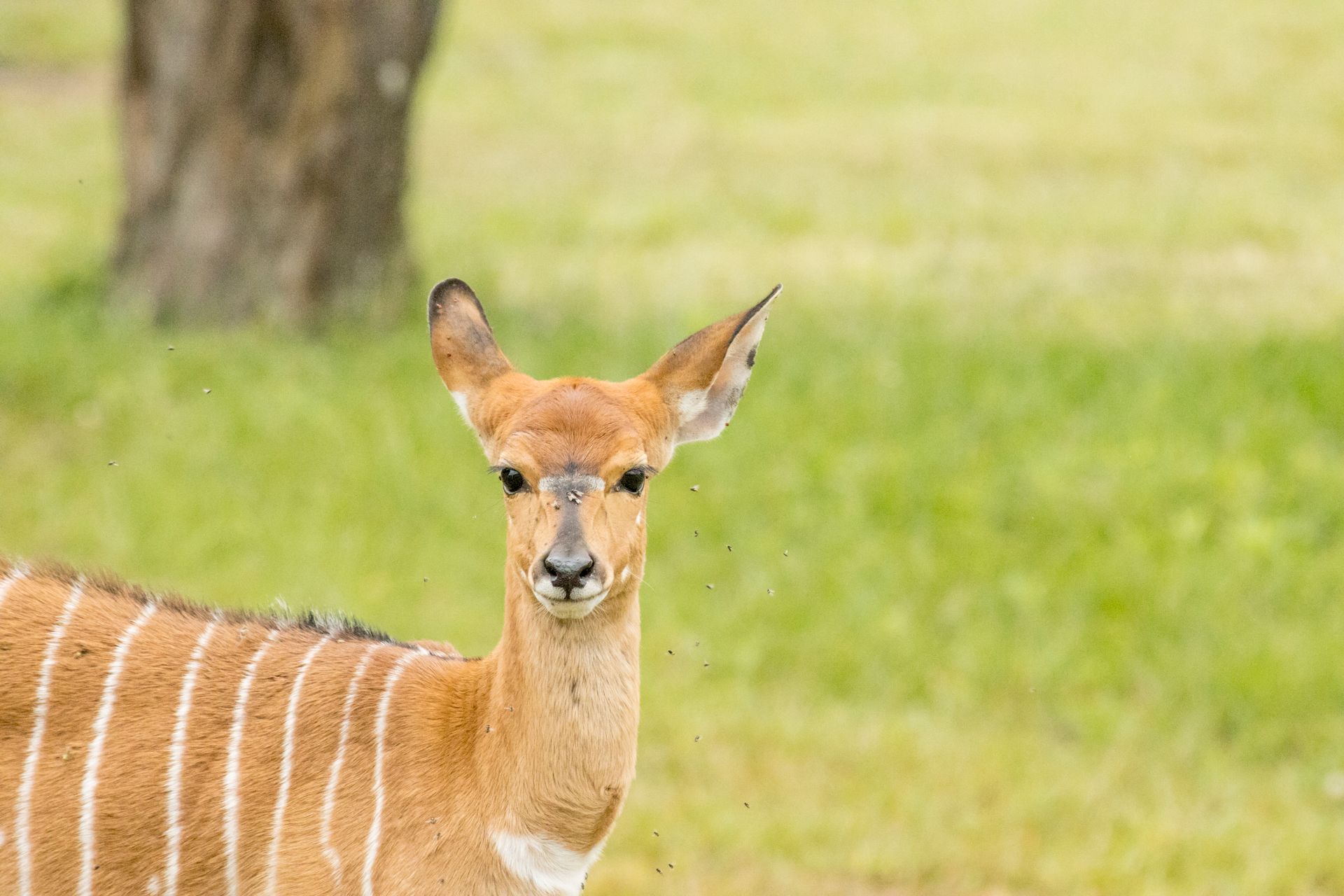 Close-up of a Nyala antelope in the wild with blurred grassy background.
