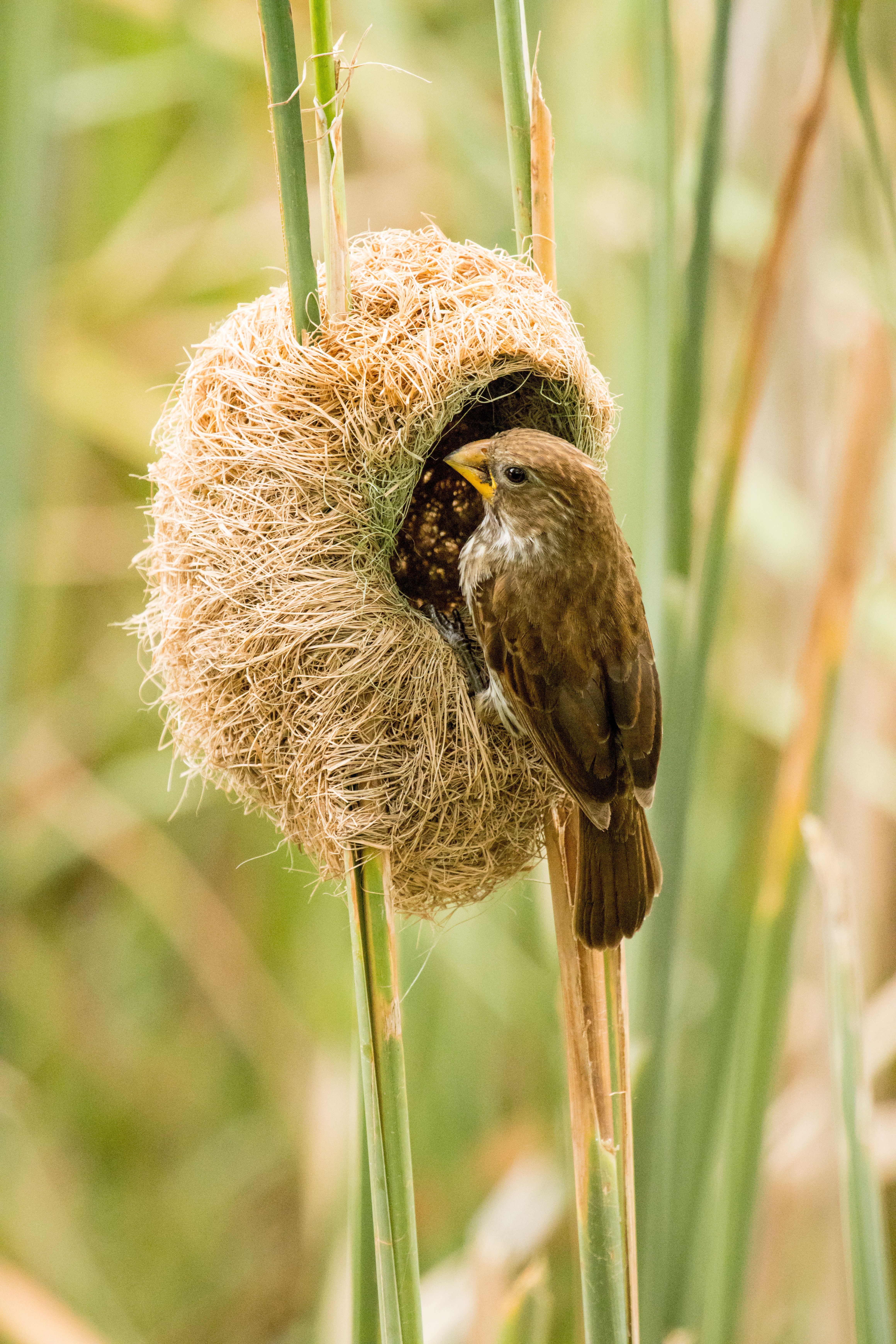 A weaver bird perched on its intricately crafted nest, showcasing nature's artistry.