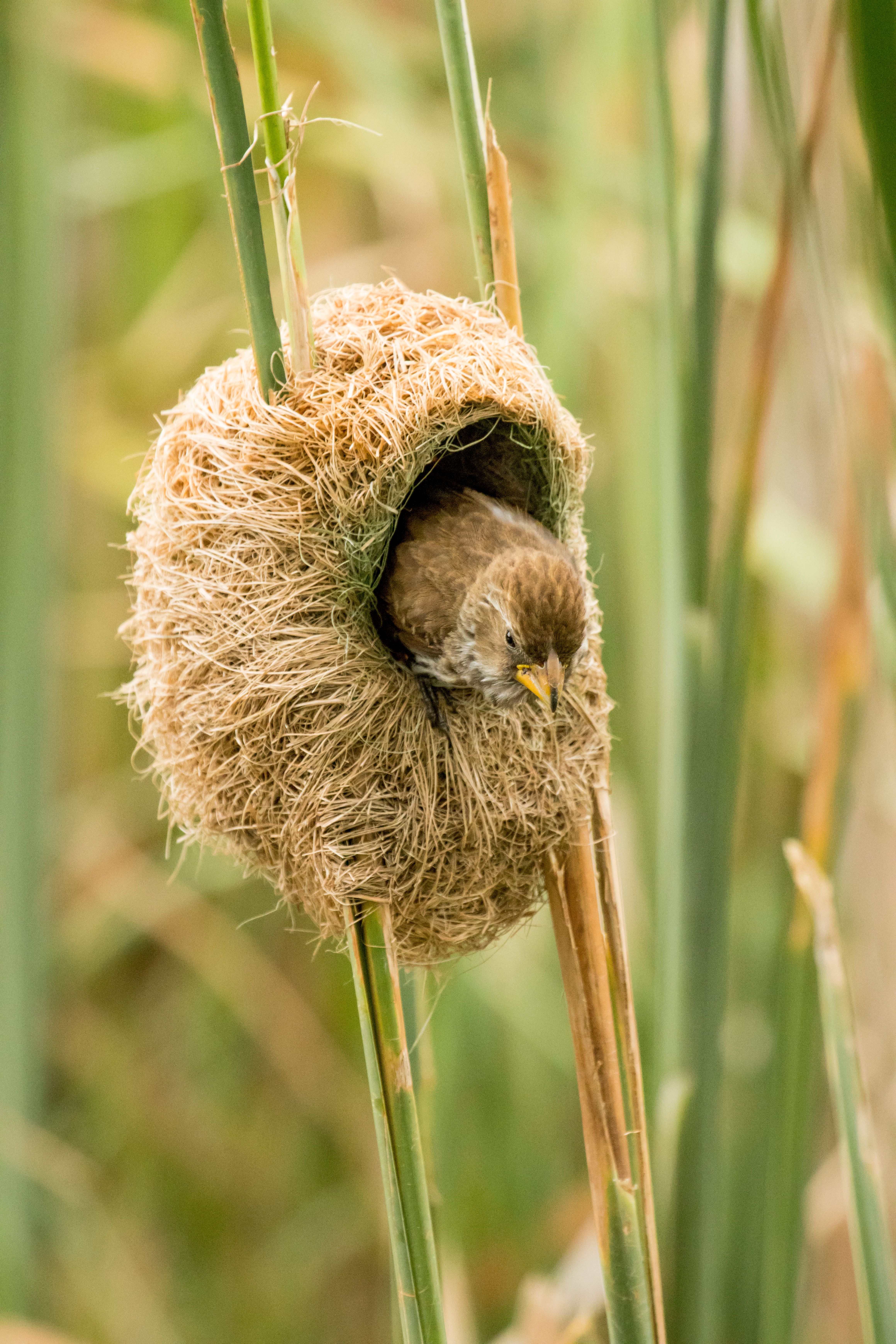 Close-up of a Weaver Bird Nest in Tall Reeds · Free Stock Photo