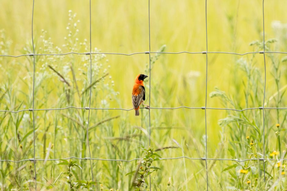 Why Choose Ornamental Grasses for Birds?