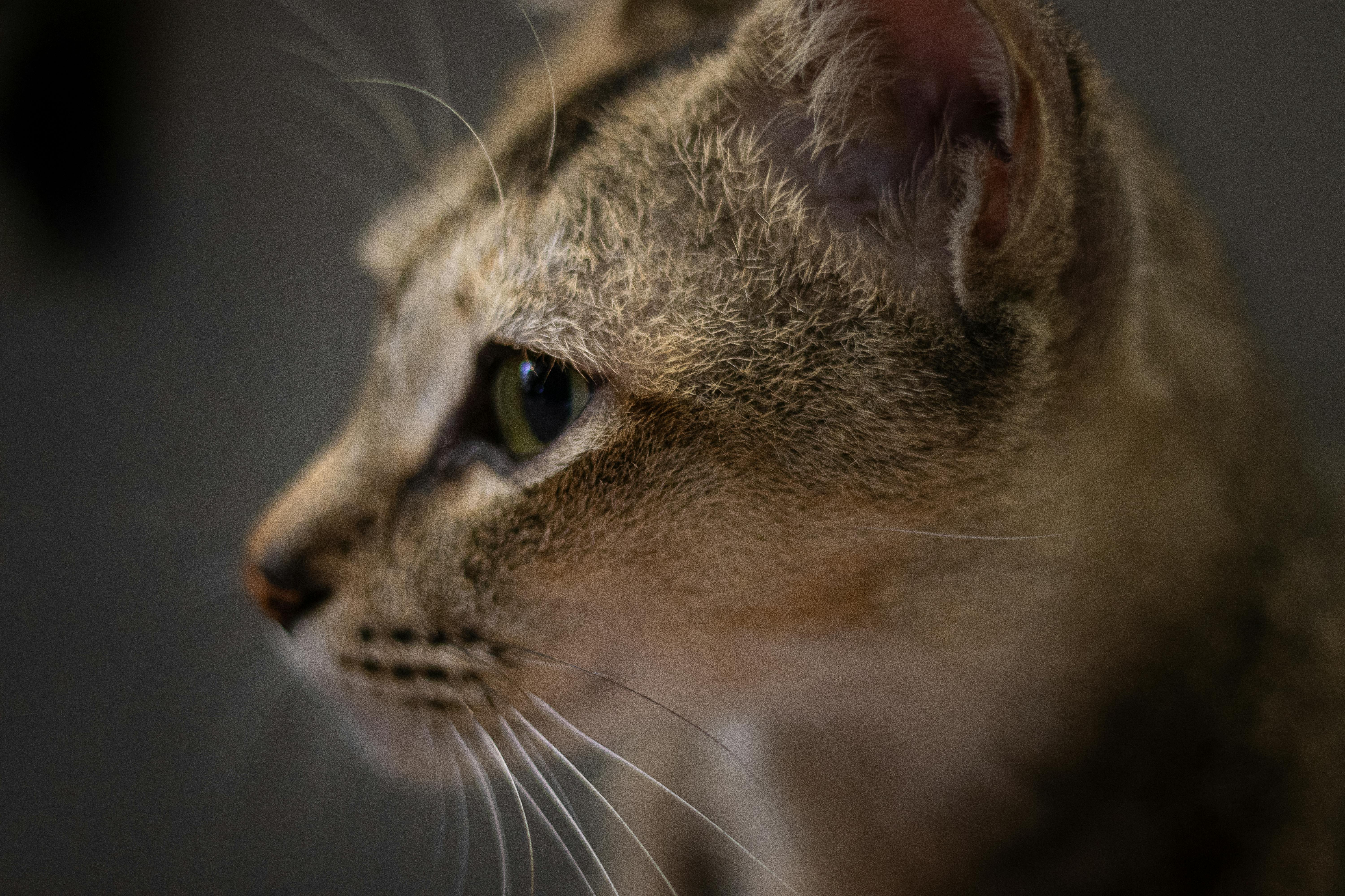 Profile image of a domestic cat with focus on eye and fur texture. Moody and intimate.