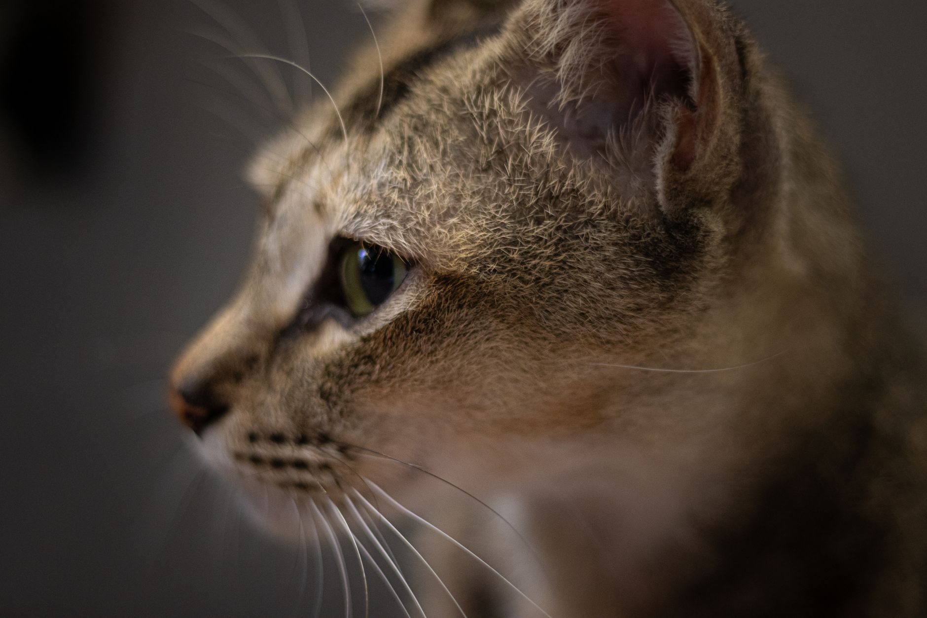 Veterinarian examining a cat during a checkup