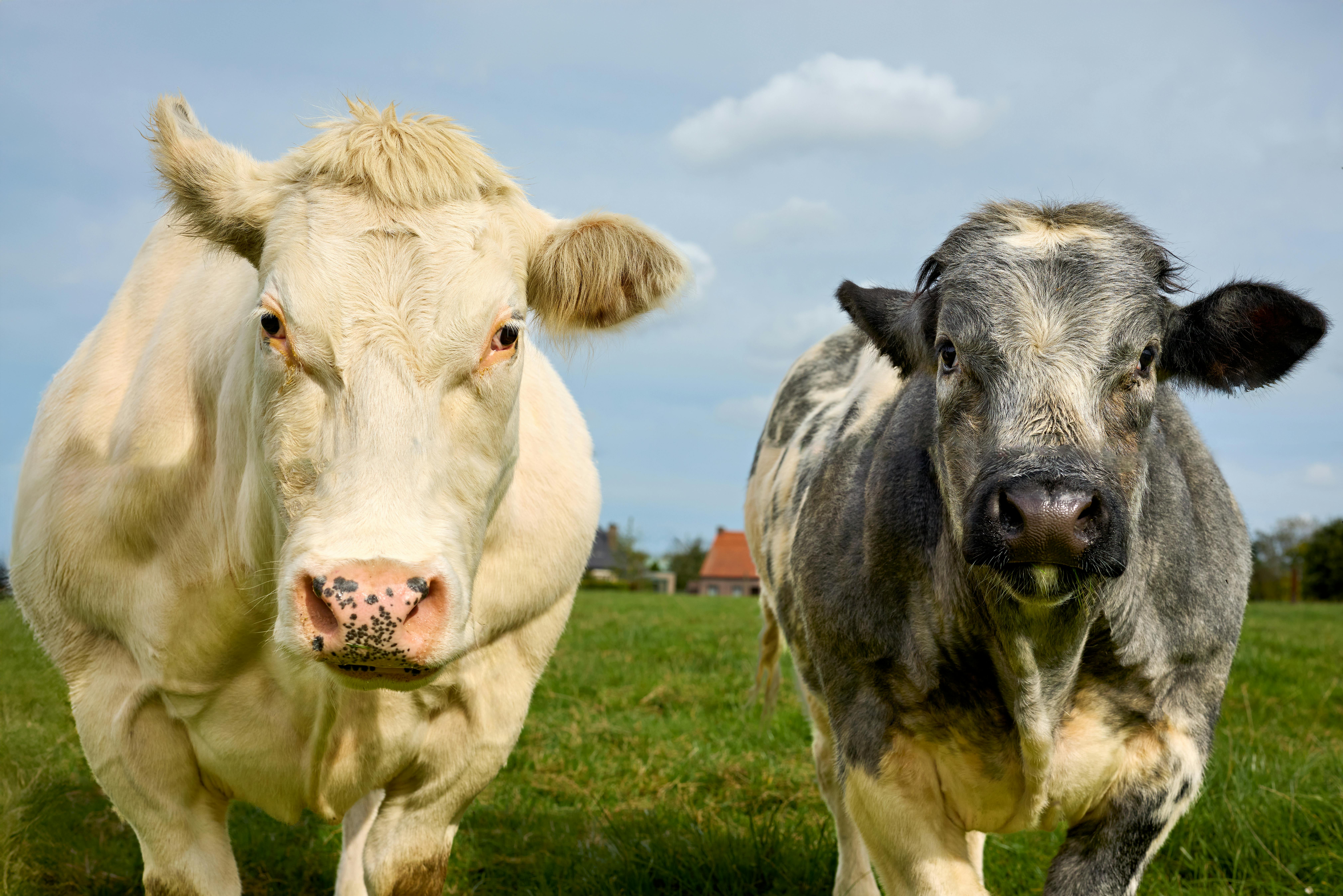 Elanco Animal Health Q1 2026: EPS Tops Estimates — Deep Dive — Photo by Erwin Bosman on Pexels