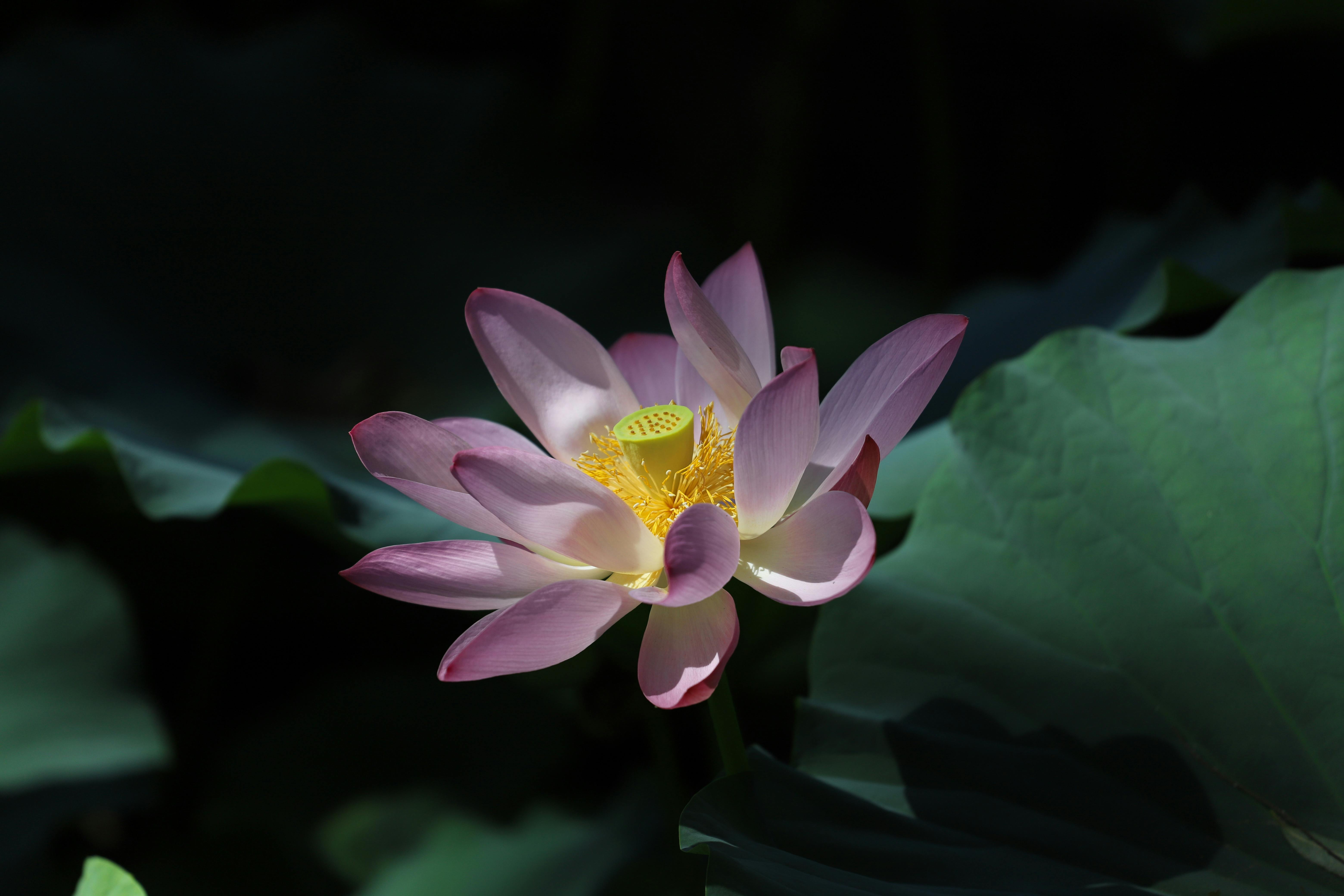 Close-up of a vibrant pink lotus flower basking in sunlight against dark green leaves.
