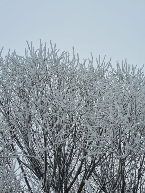 Free Close-up of tree branches covered in snow, creating a serene winter landscape. Stock Photo