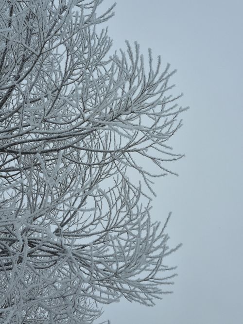 Free A close-up of tree branches covered in frost against a clear winter sky. Stock Photo