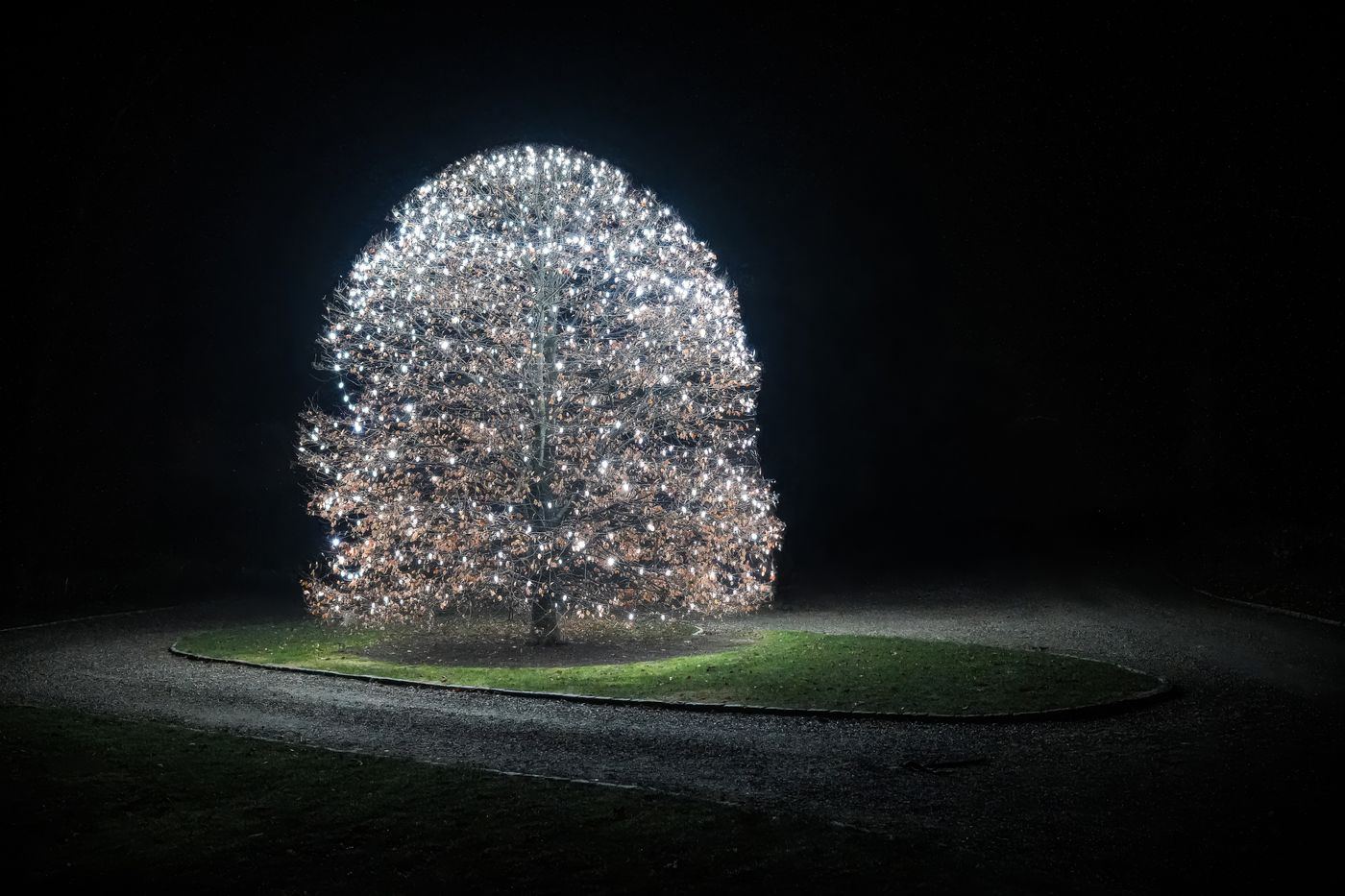 Tree illuminated in a dark garden