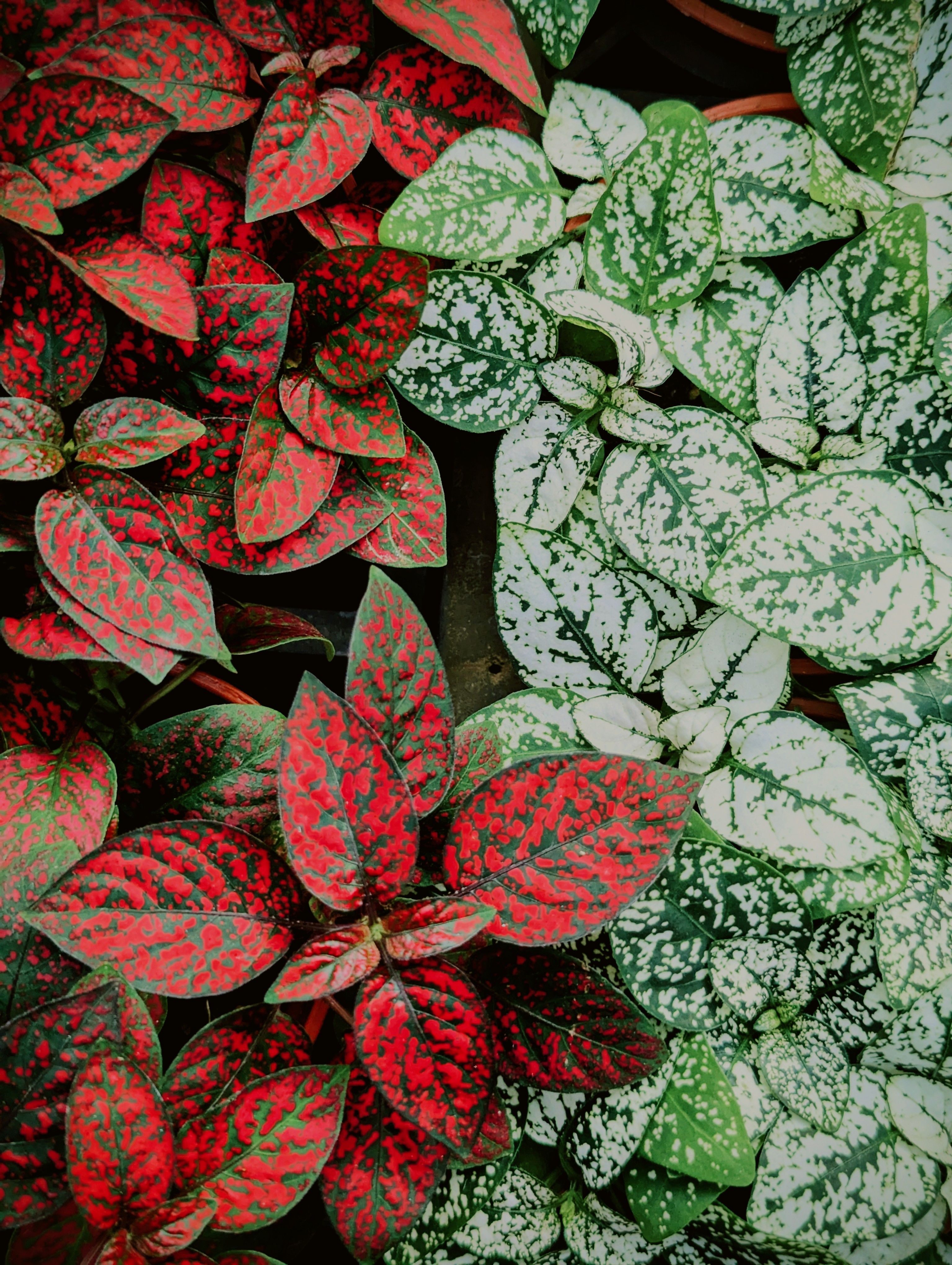De franc Primer pla de plantes de lunares amb fullatge vermell i verd vibrant que mostren els seus patrons únics. Foto d'estoc