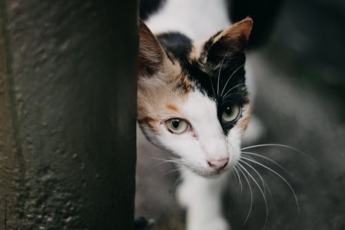 Free Close-Up Photo Of Cat Stock Photo
