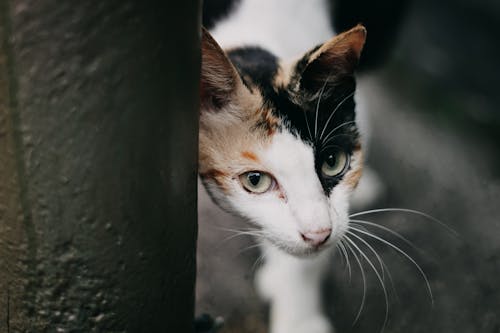 Foto De Primer Plano De Gato