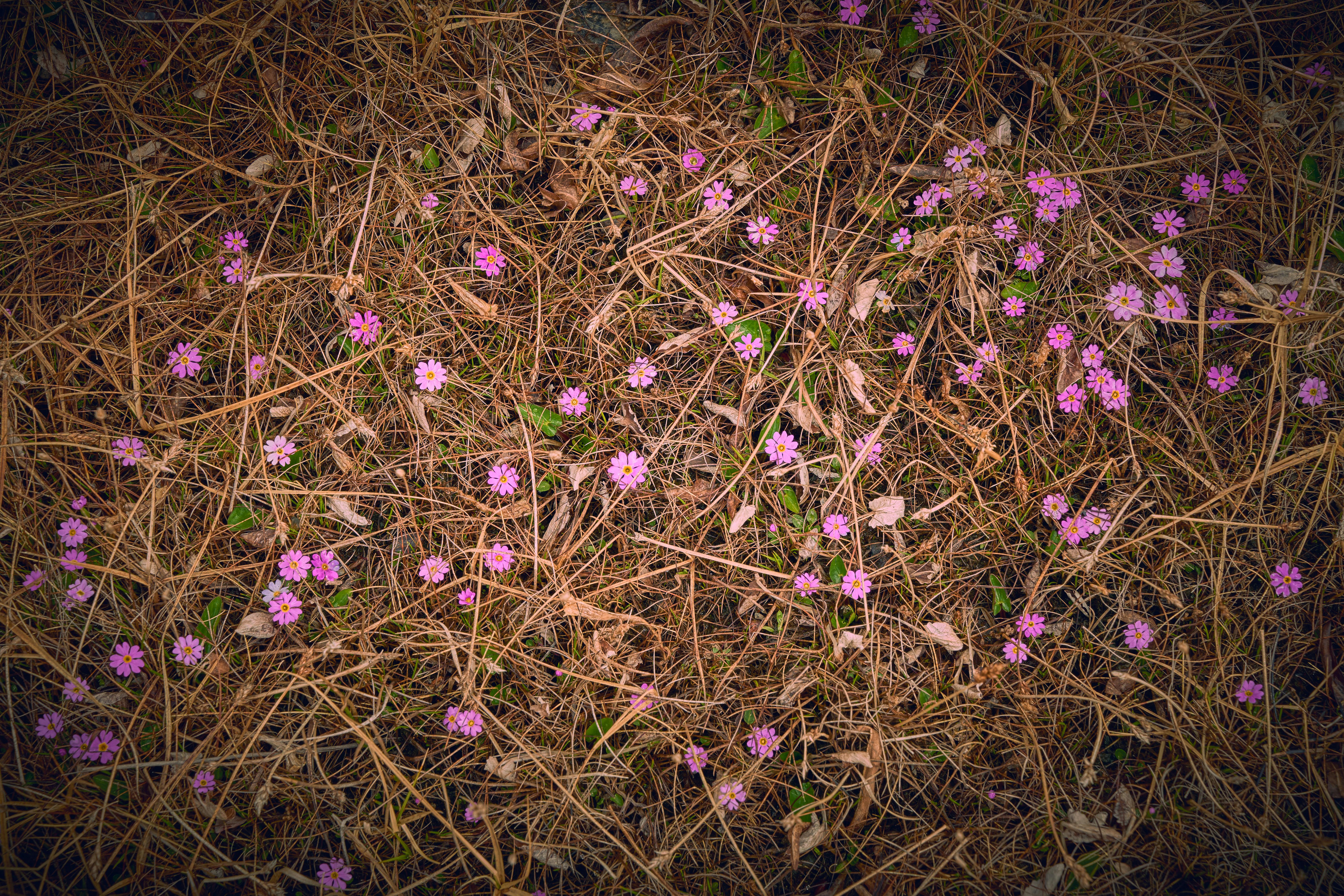 Secret Viral Growth Hacks to Boost Your Audience