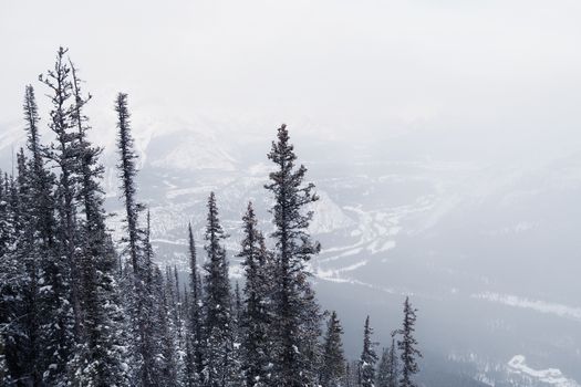 Majestic winter scene in Banff National Park, Alberta, showcasing snow-covered trees and mountain views.