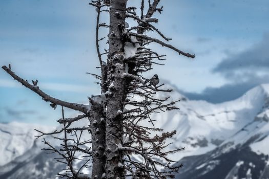 A snowy bird perched on a tree against the majestic Banff mountains during winter.