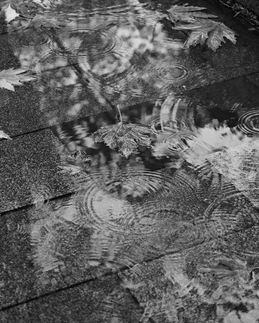 Black and white image of autumn leaves and rain ripples on wet pavement