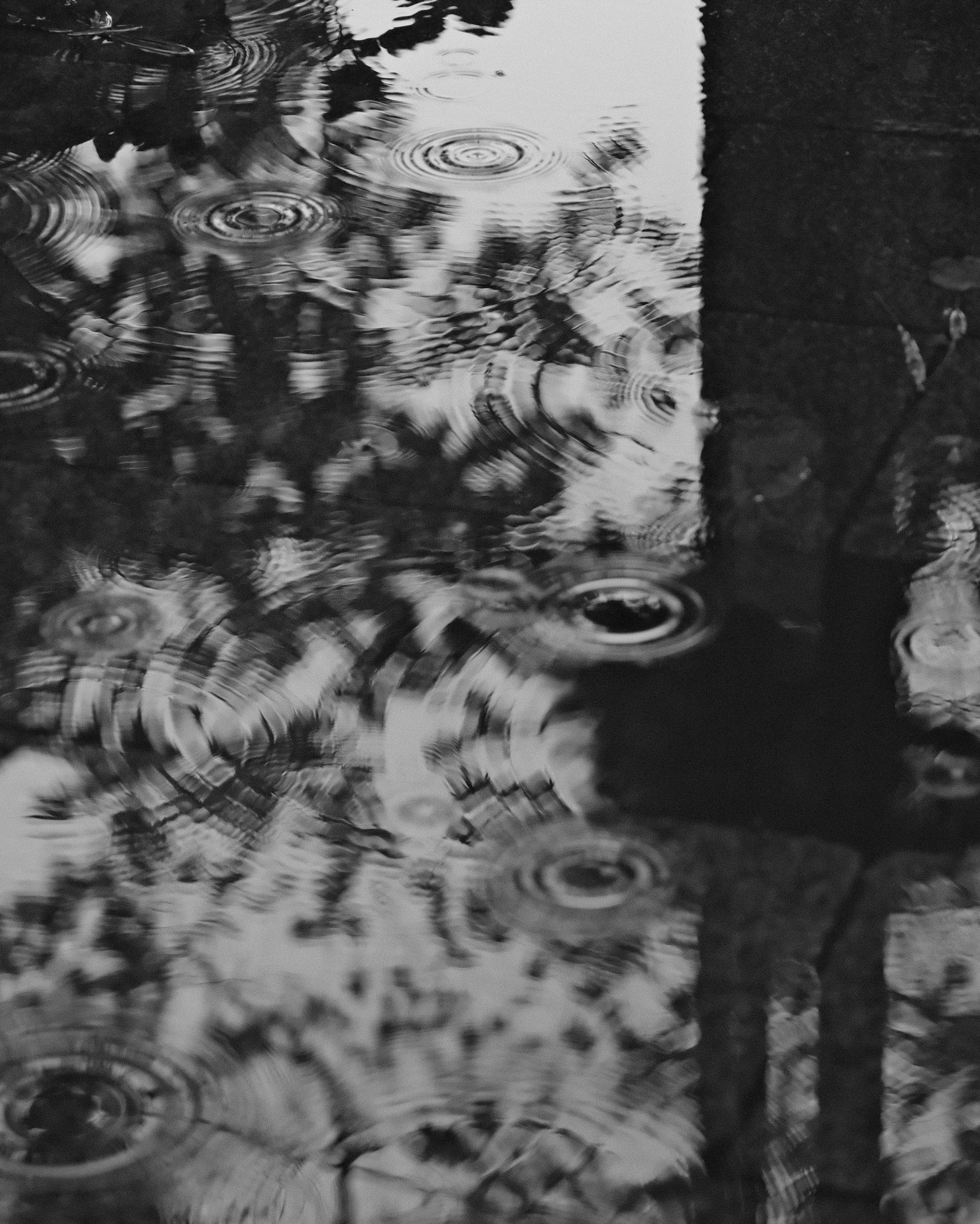 Black and white capture of raindrop ripples in a puddle reflecting nearby trees.