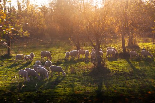 Free A flock of sheep grazes peacefully in a sunlit meadow surrounded by autumn trees. Stock Photo